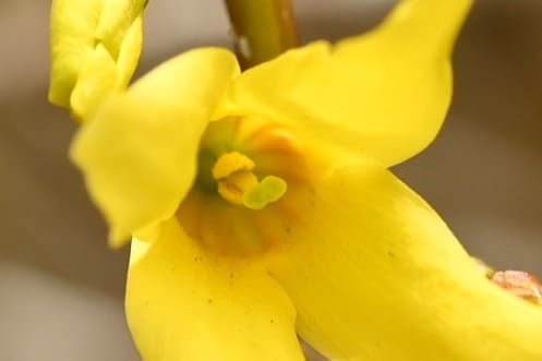 れんぎょ レンギョウ | Forsythia suspensa | かぎけん花図鑑