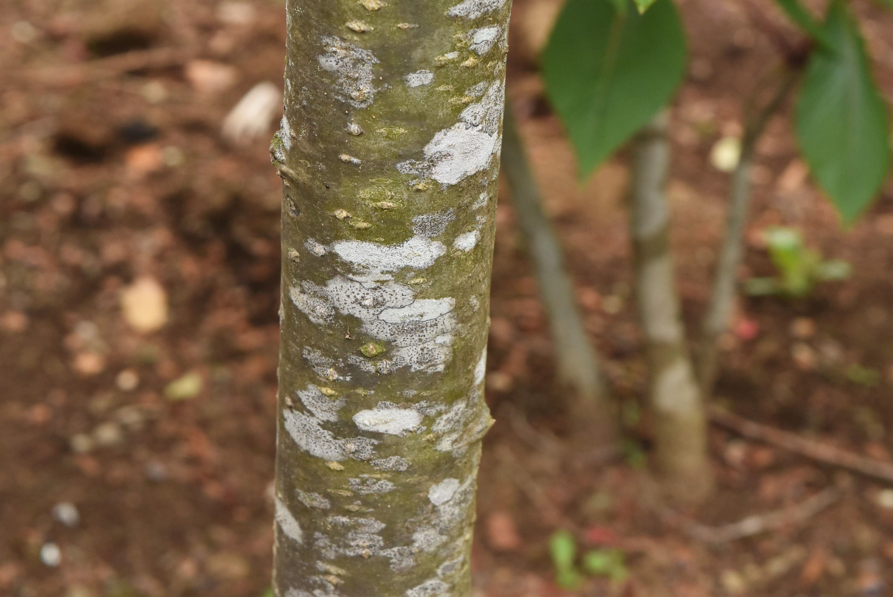 キングサリ きんぐさり 金鎖 庭木図鑑 植木ペディア
