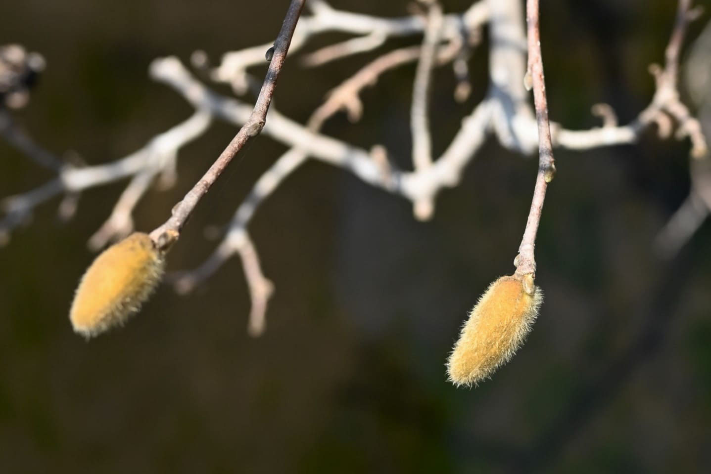 シデコブシ 幣辛夷 庭木図鑑 植木ペディア