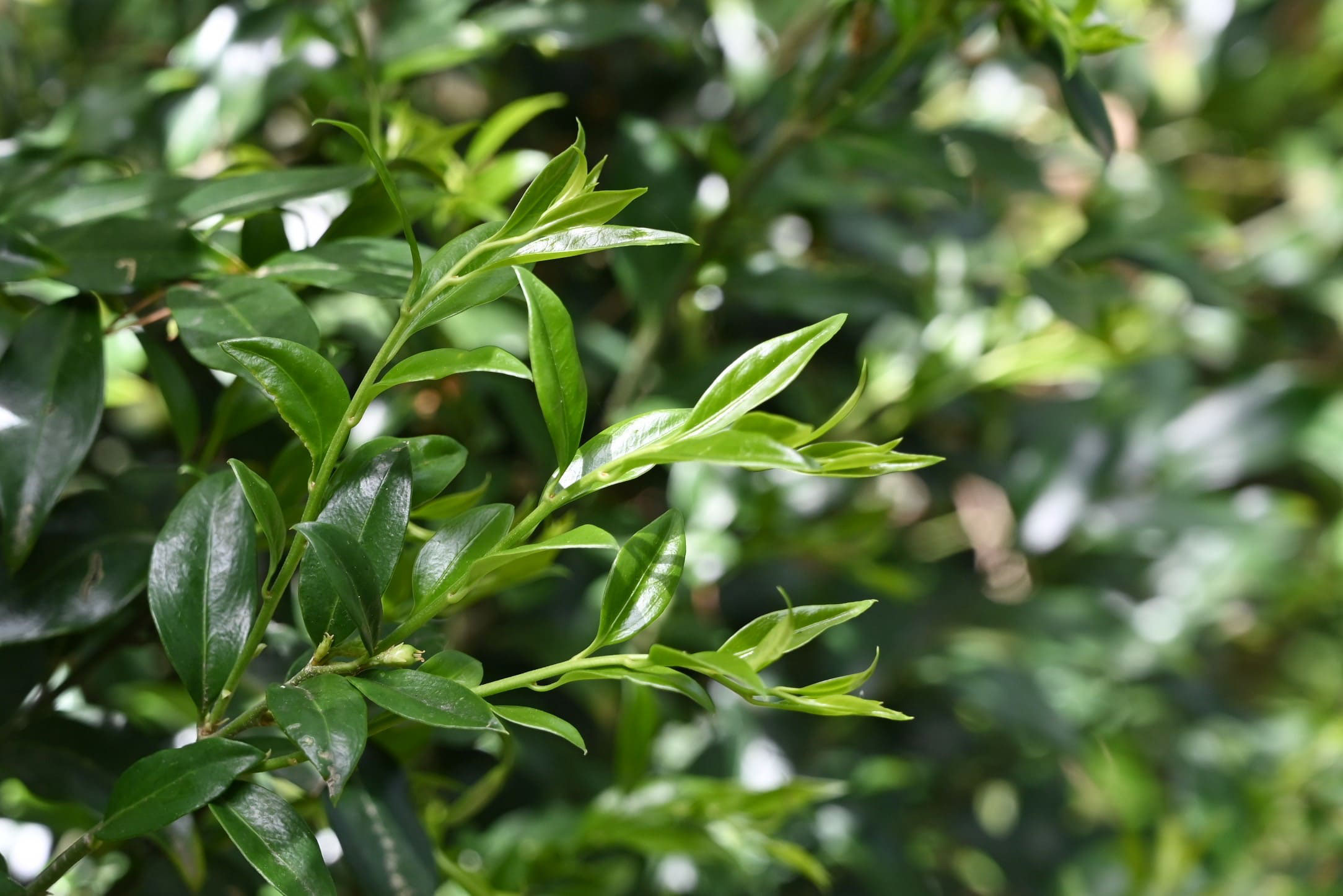 サルココッカ さるここっか 庭木図鑑 植木ペディア