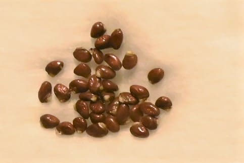 アケビ（木通） - 庭木図鑑 植木ペディア