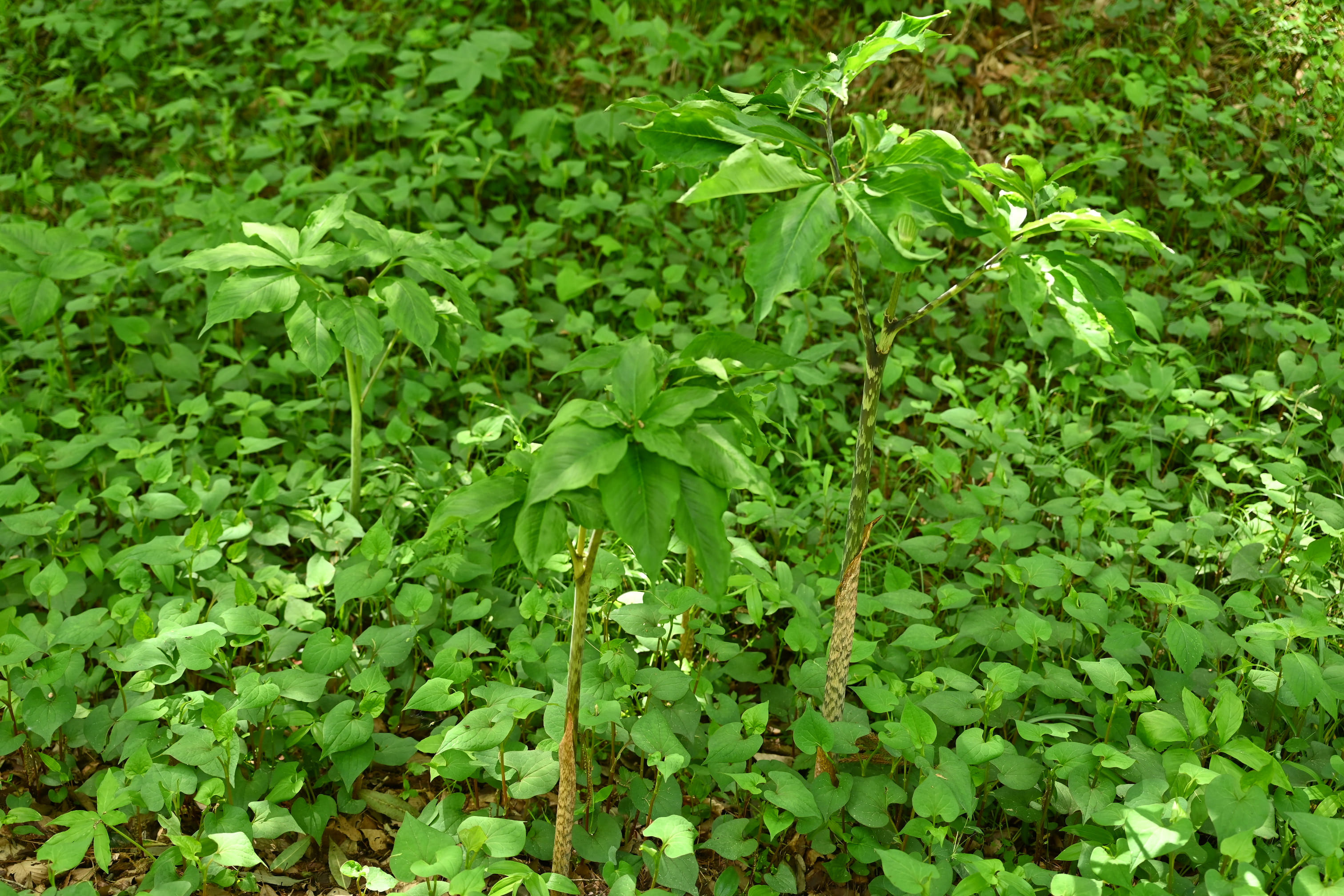 マムシグサ まむしぐさ 蝮草 庭木図鑑 植木ペディア