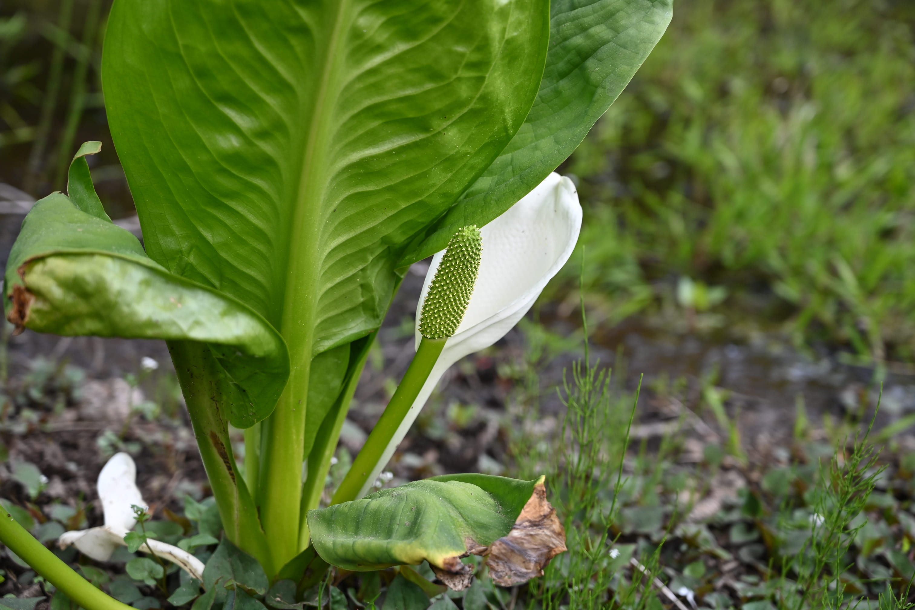 ミズバショウ みずばしょう 水芭蕉 庭木図鑑 植木ペディア ミズバショウ みずばしょう 水芭蕉 庭木図鑑 植木ペディア