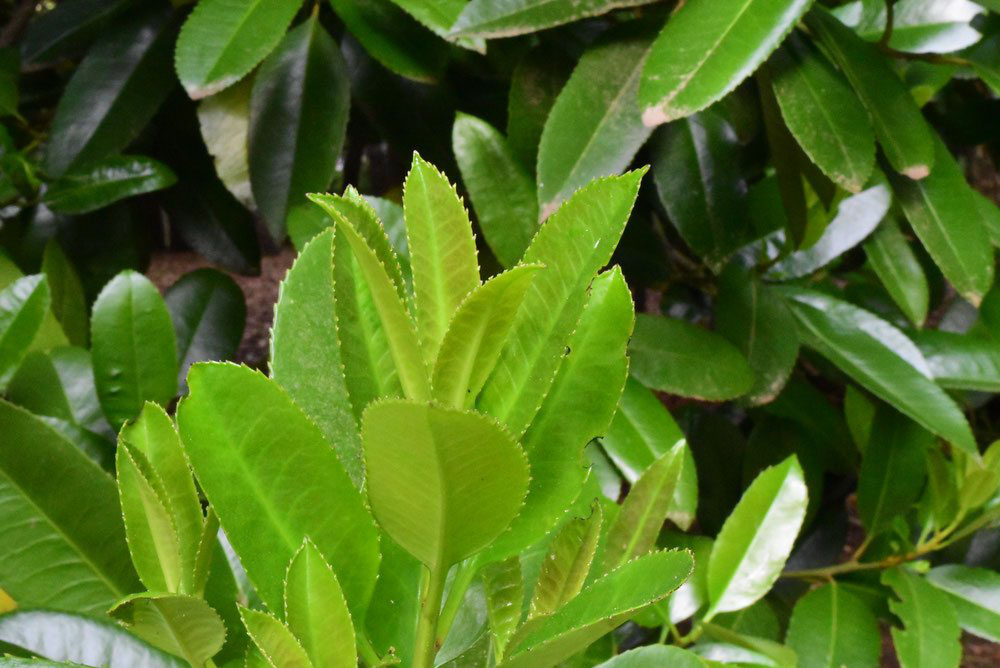 タラヨウ 庭木図鑑 植木ペディア