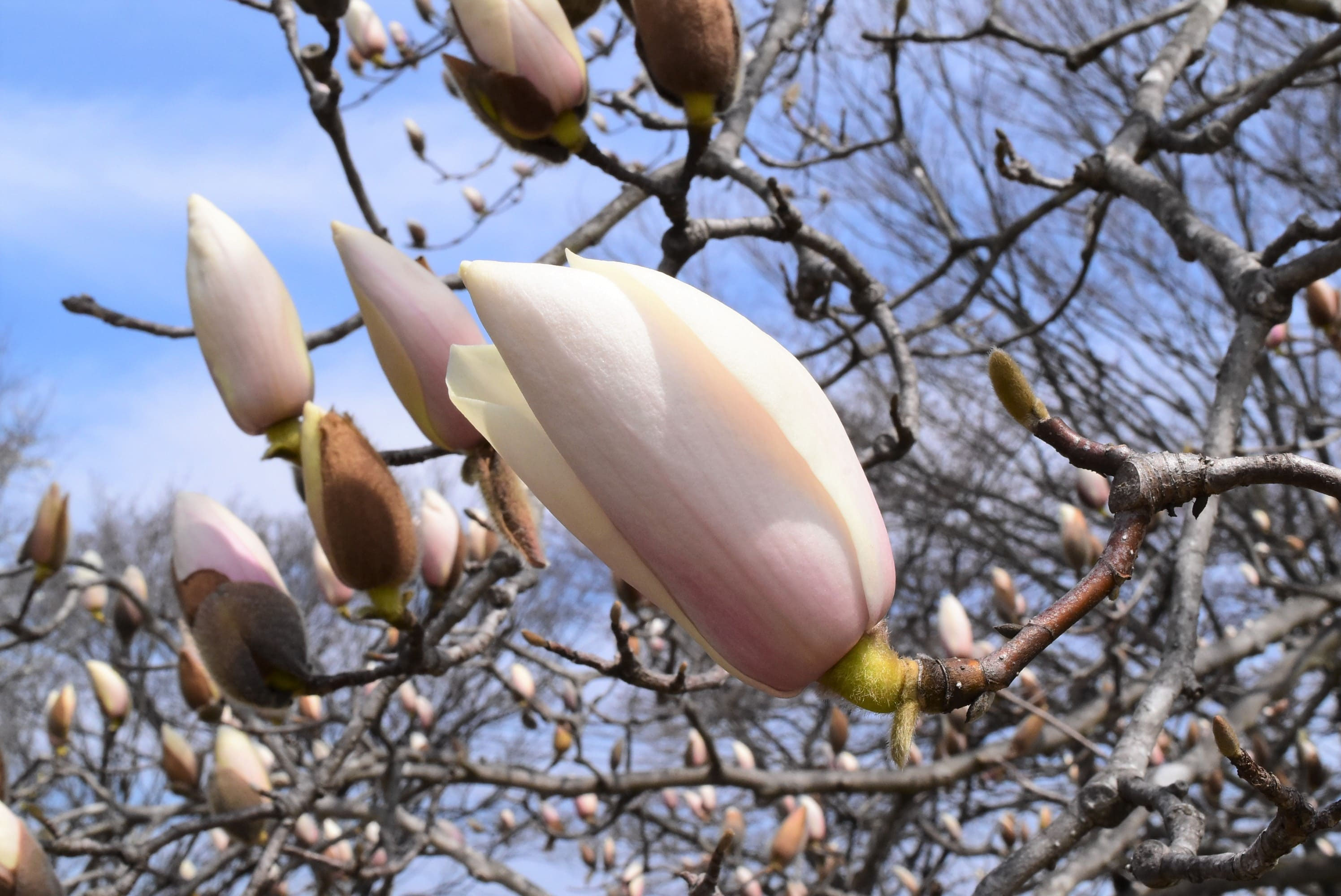 木蓮です。 モクレン（木蓮） - 庭木図鑑 植木ペディア