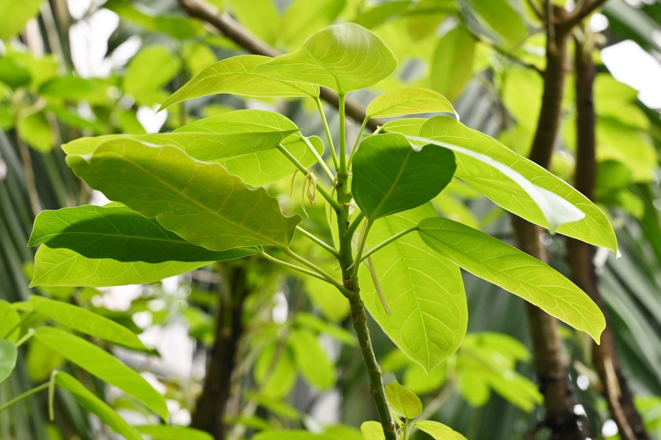 アコウ 赤榕 庭木図鑑 植木ペディア