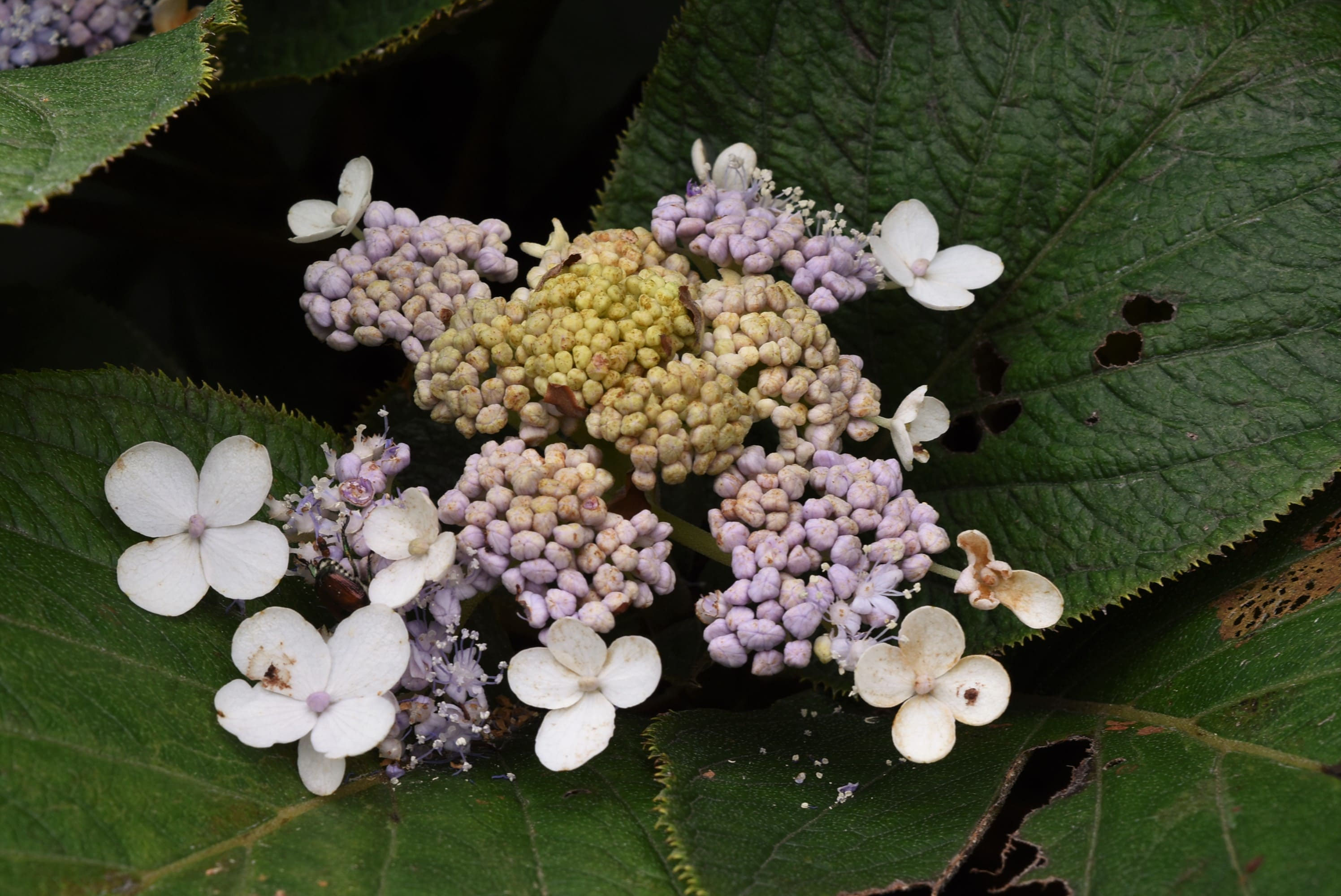 タマアジサイ（玉紫陽花） - 庭木図鑑 植木ペディア