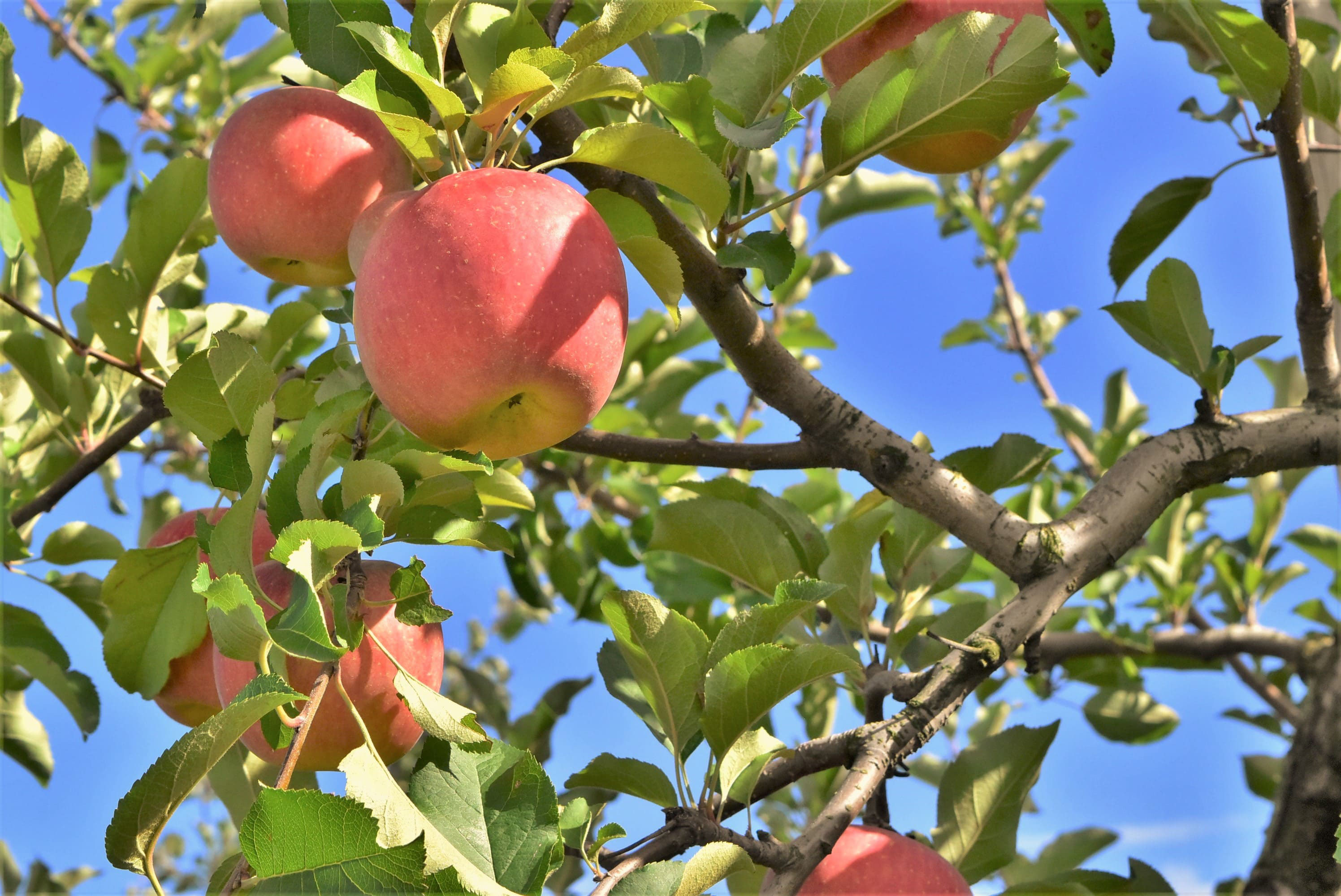 リンゴ りんご 林檎 庭木図鑑 植木ペディア