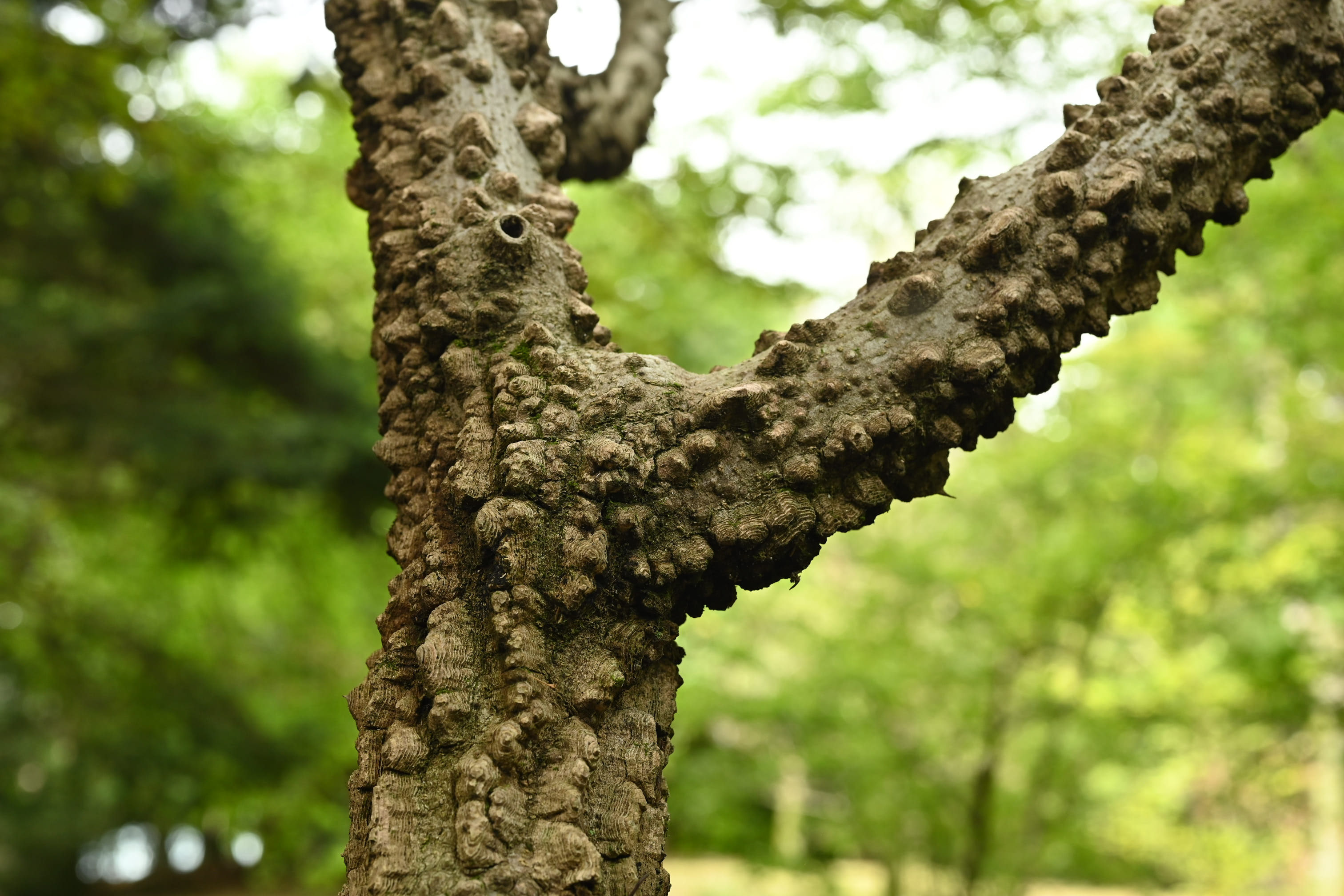 サンショウ 山椒 庭木図鑑 植木ペディア