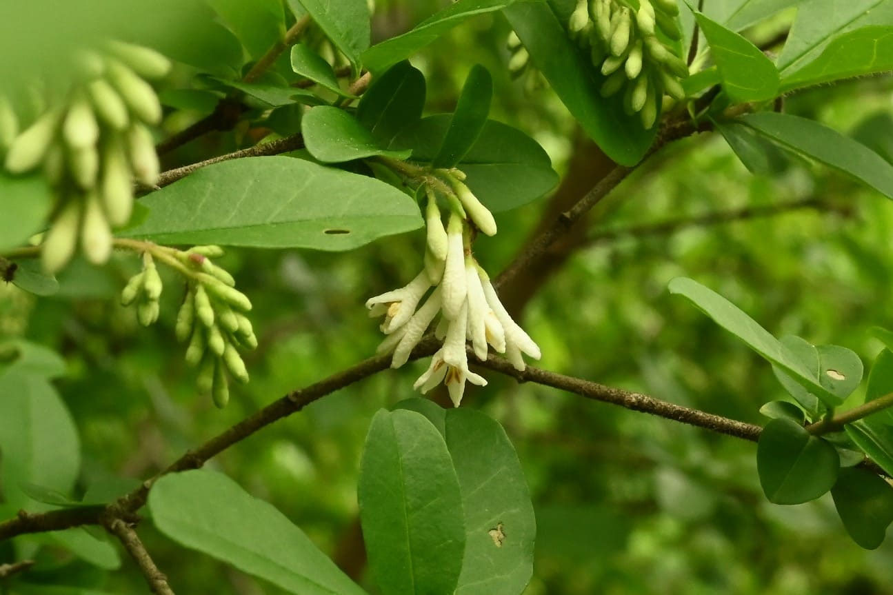 イボタの石です。 イボタの石です。 イボタの石です。 イボタ｜石木花｜SEKIBOKKA