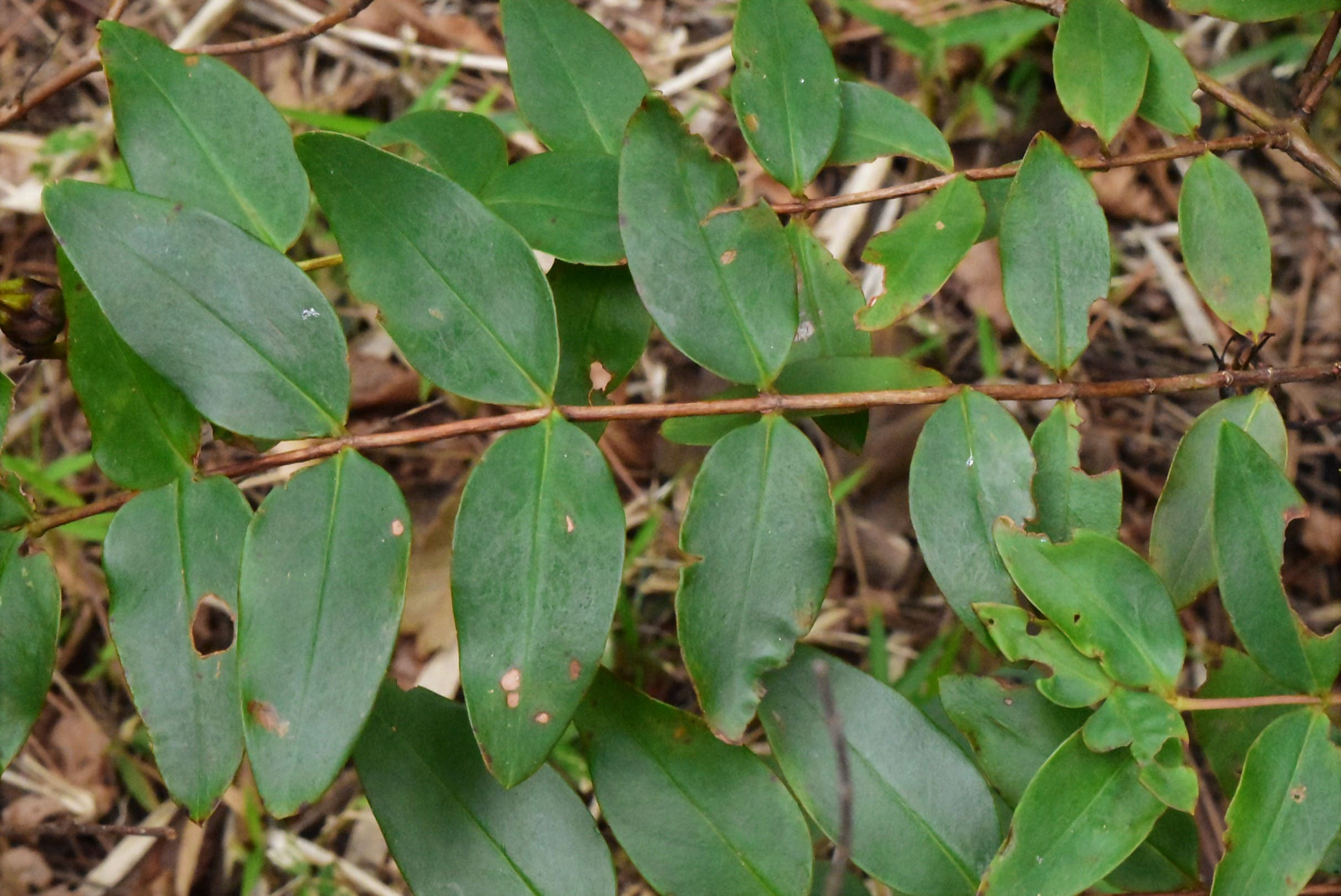 キンシバイ（金糸梅） - 庭木図鑑 植木ペディア