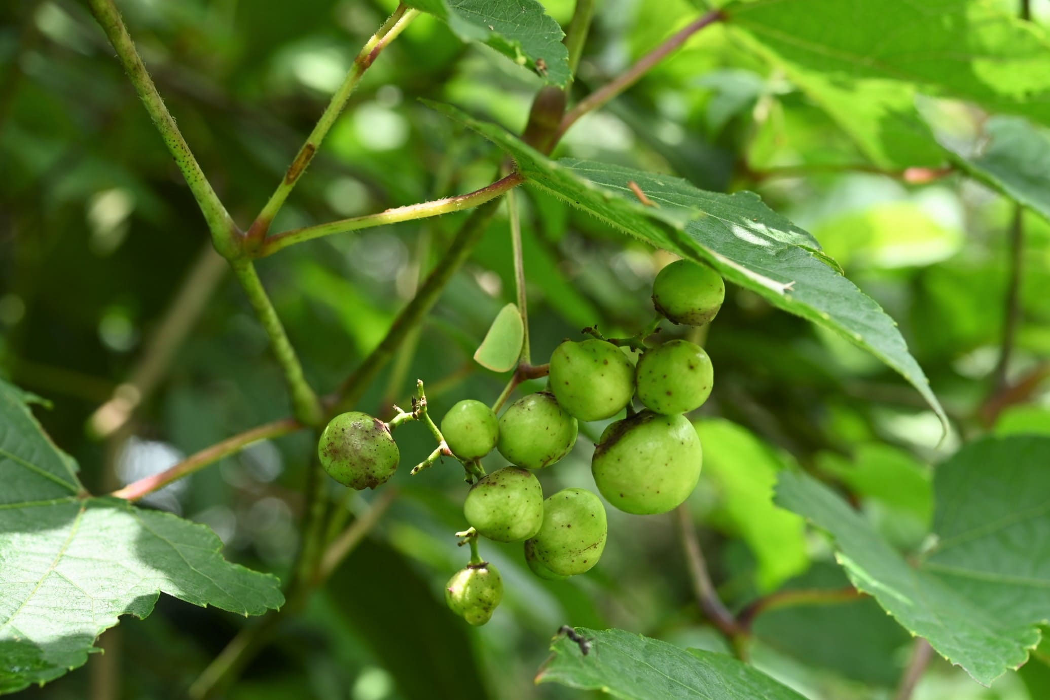 ノブドウ のぶどう 野葡萄 庭木図鑑 植木ペディア