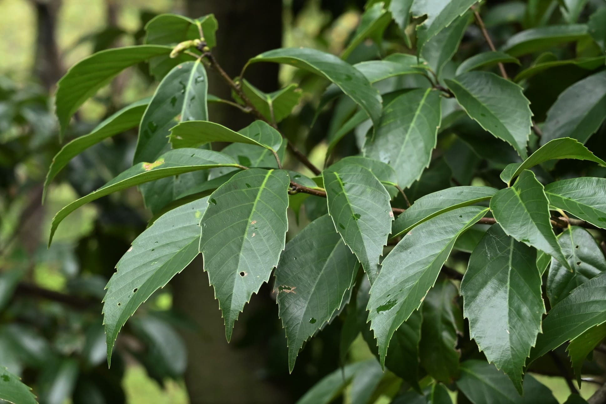 アラカシ 粗樫 庭木図鑑 植木ペディア