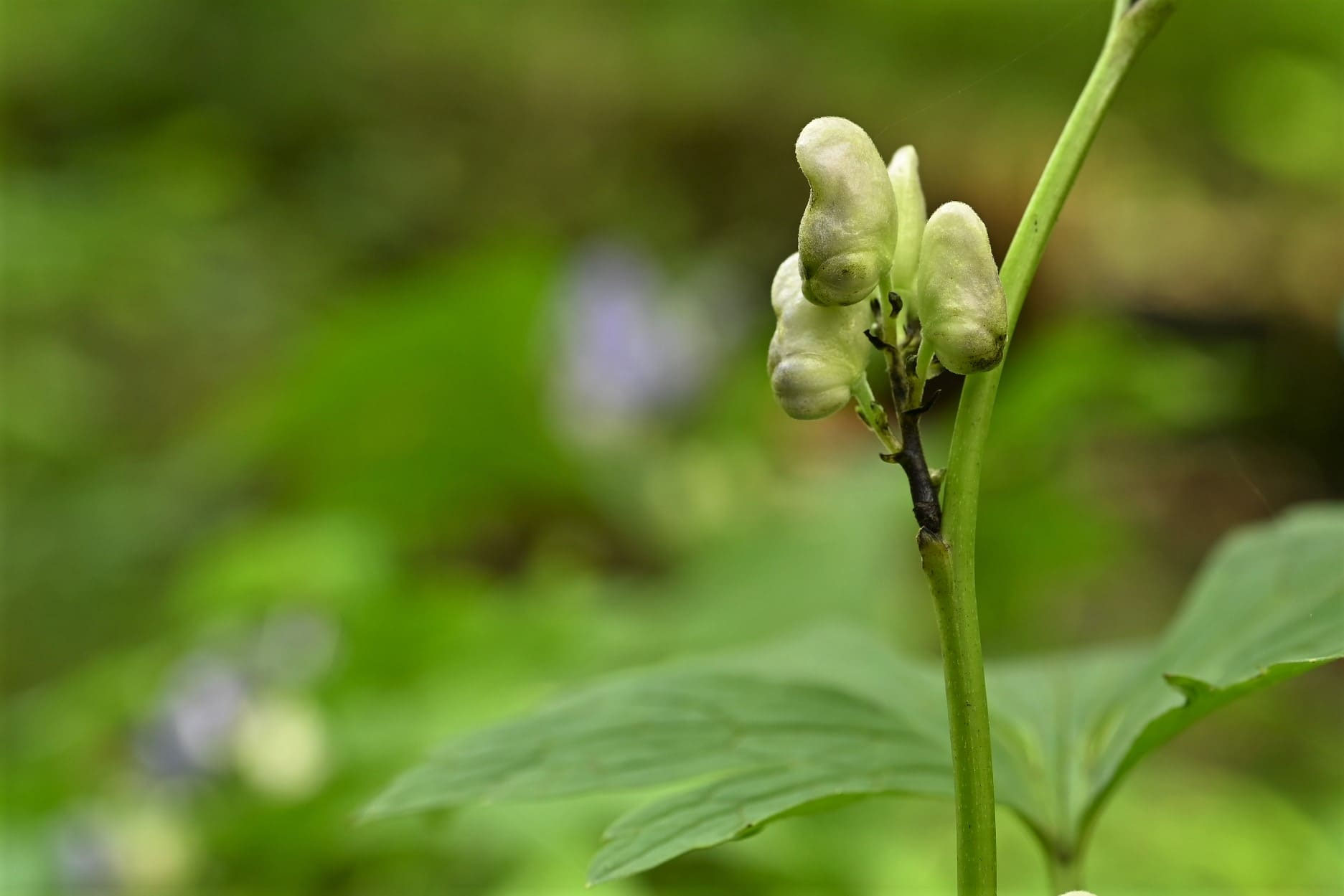 ヤマトリカブト やまとりかぶと 山鳥兜 庭木図鑑 植木ペディア
