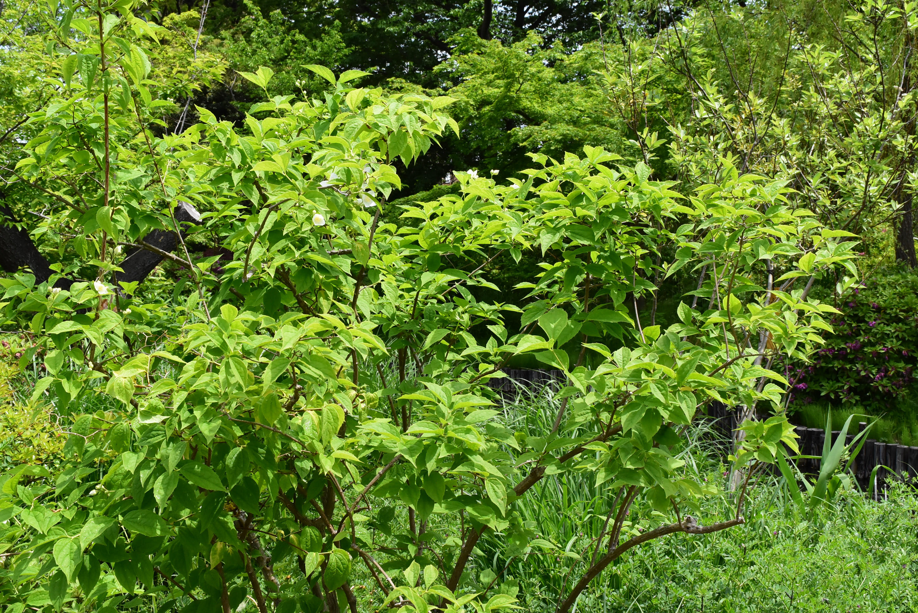 バイカウツギ 庭木図鑑 植木ペディア バイカウツギ 庭木図鑑 植木ペディア