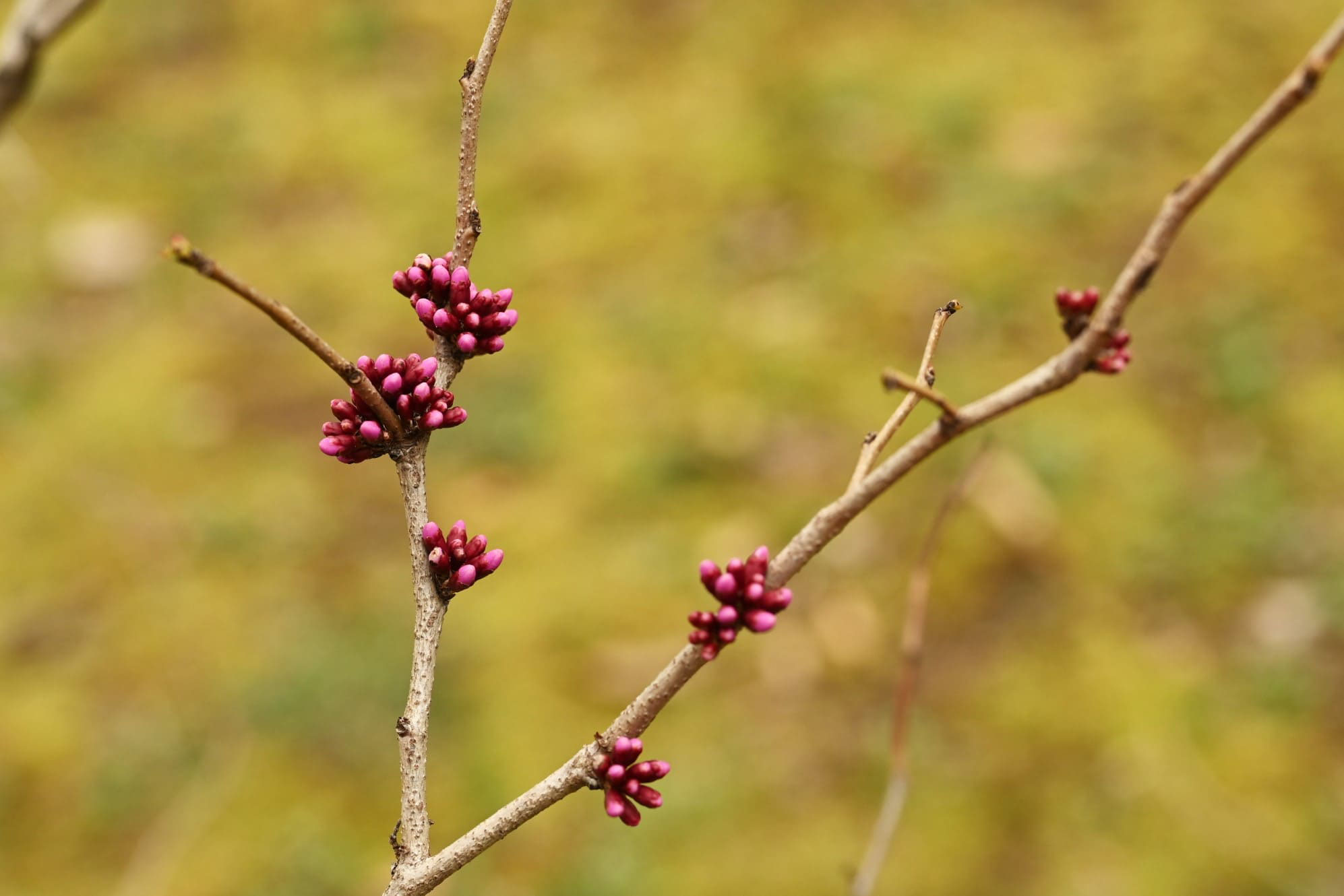 ハナズオウ 花蘇芳 庭木図鑑 植木ペディア