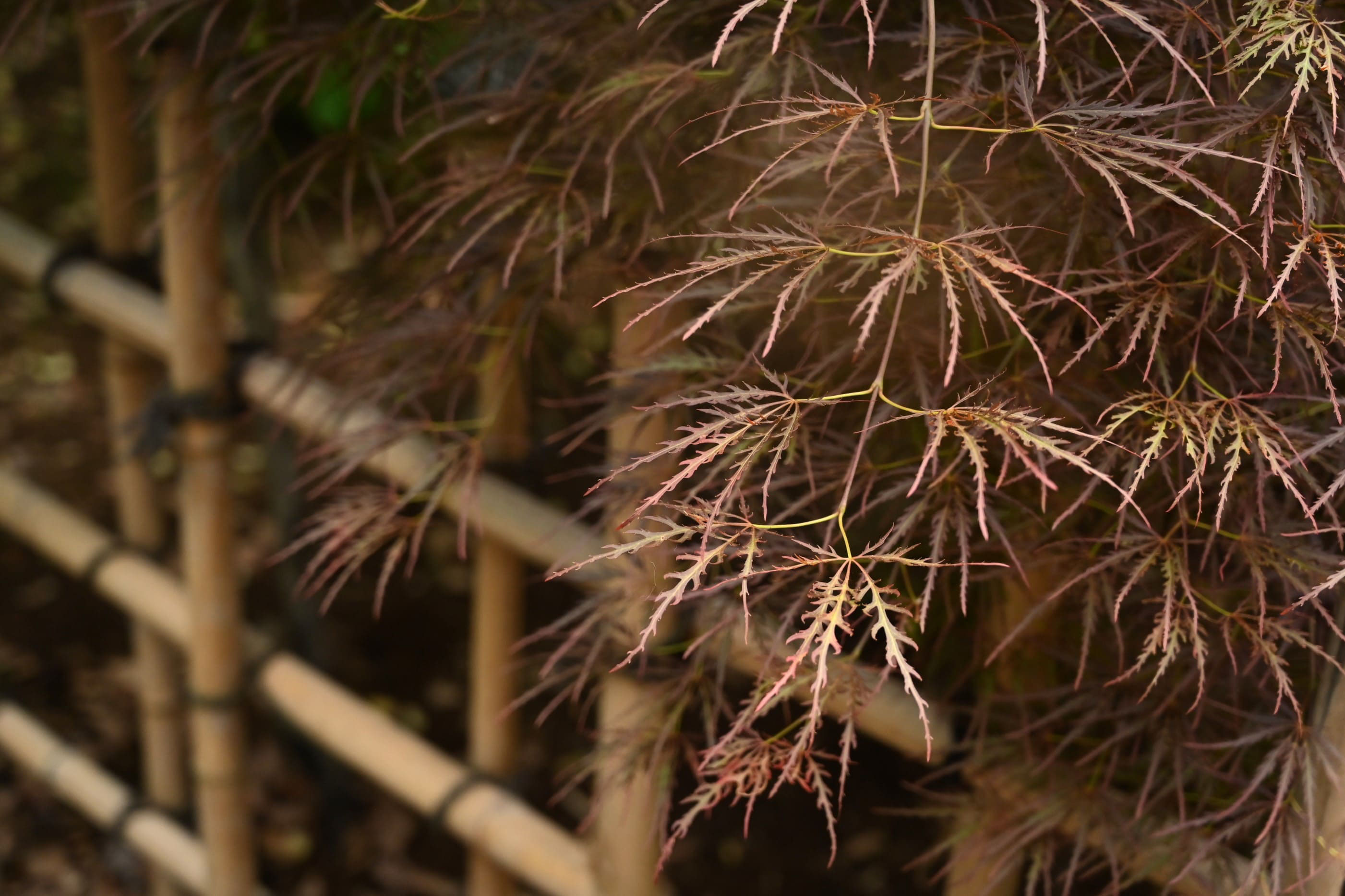 ベニシダレ - 庭木図鑑 植木ペディア