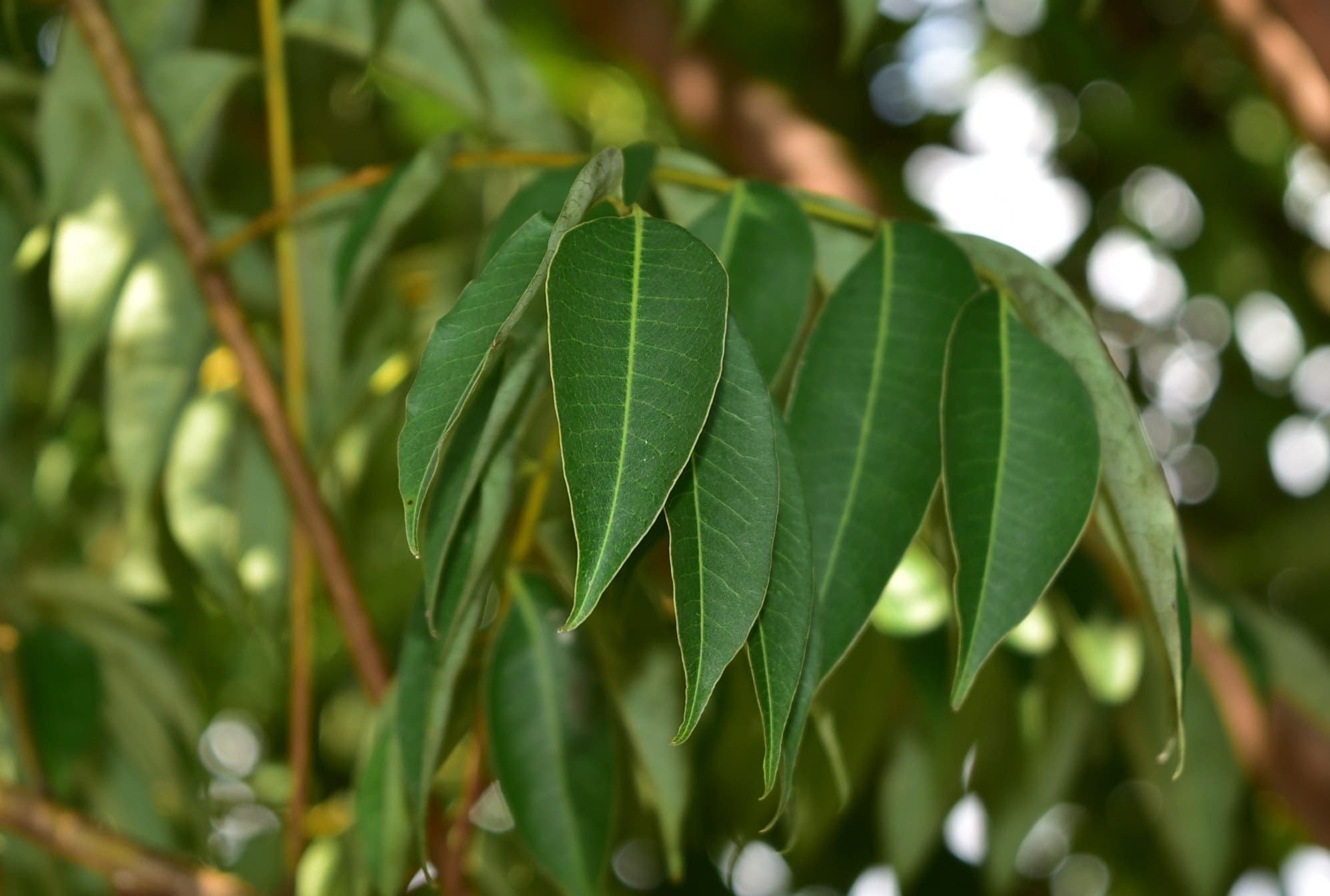 ハゼノキ 庭木図鑑 植木ペディア