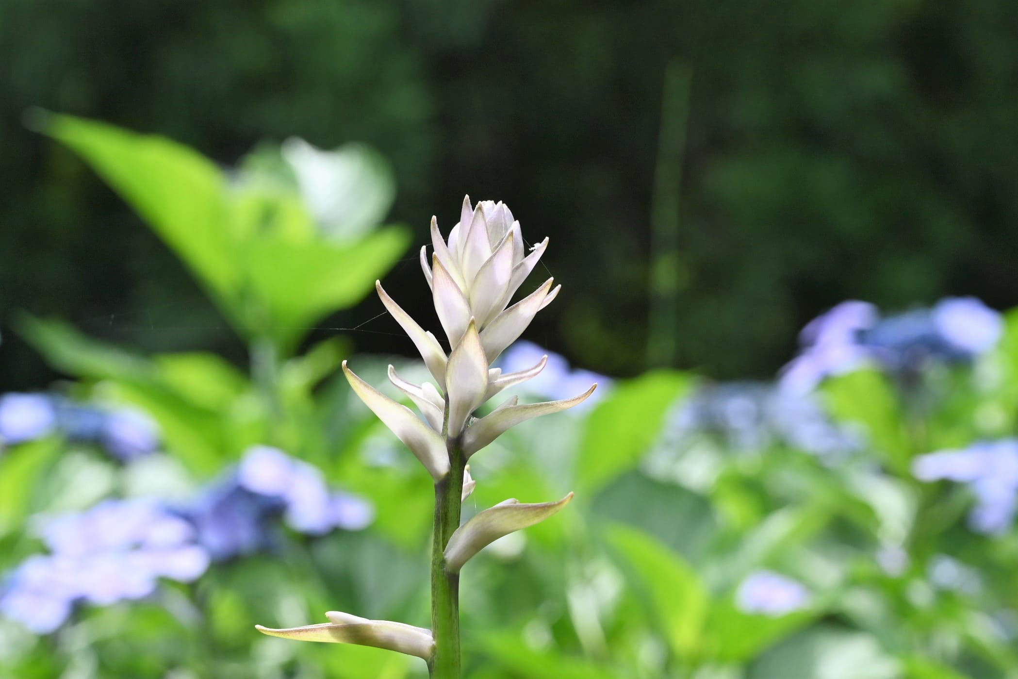 ギボウシ 擬宝珠 庭木図鑑 植木ペディア