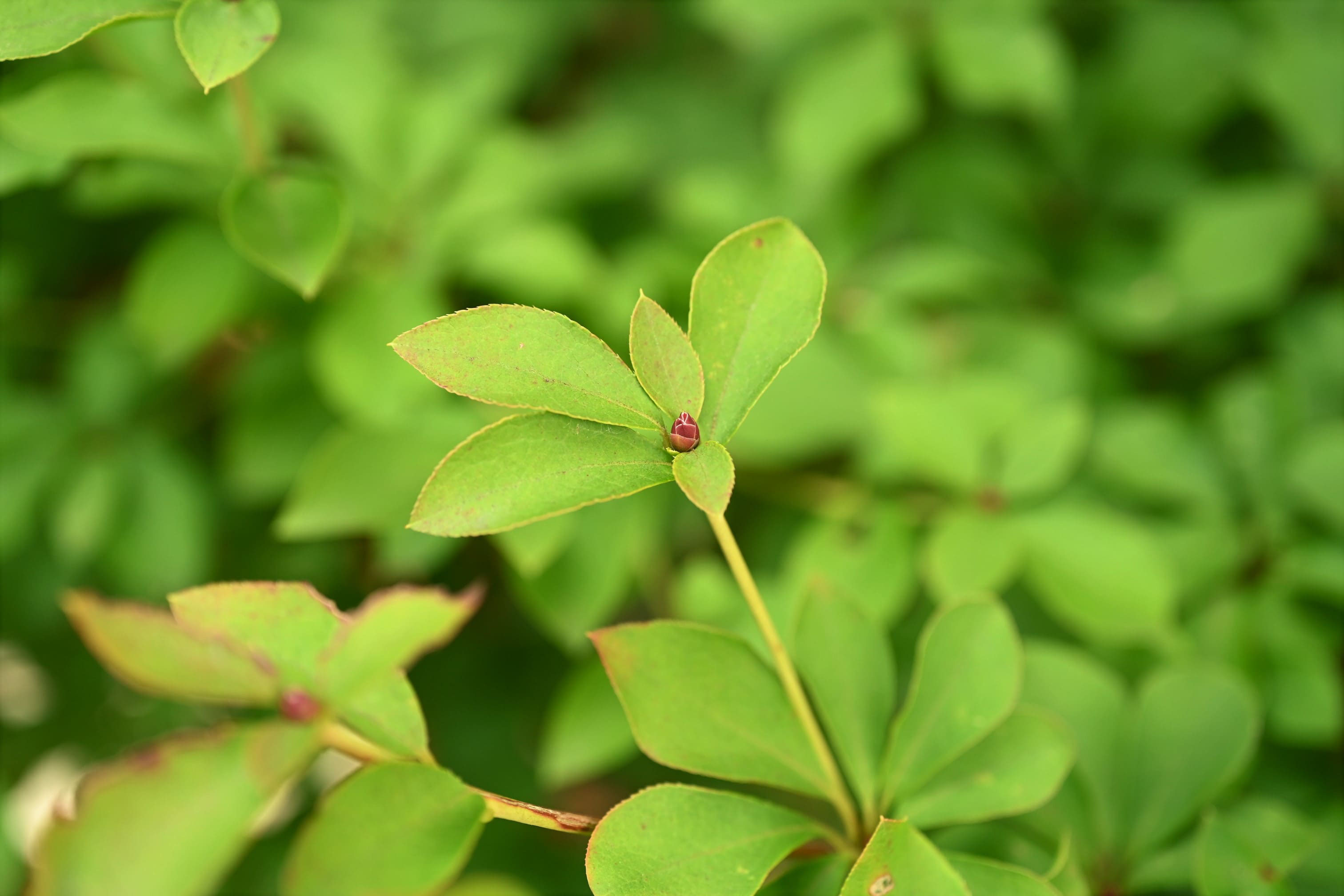 ドウダンツツジ 庭木図鑑 植木ペディア