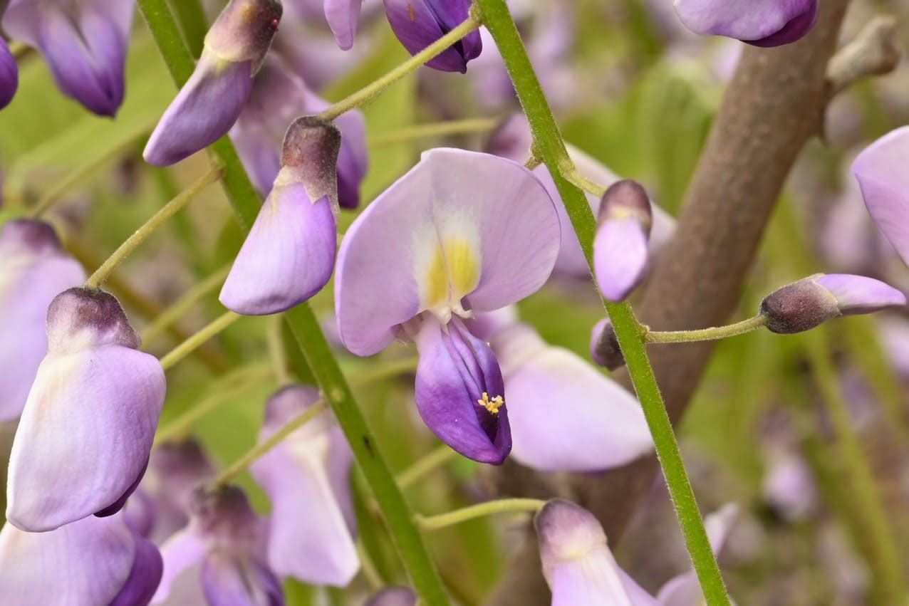 フジ（藤） - 庭木図鑑 植木ペディア