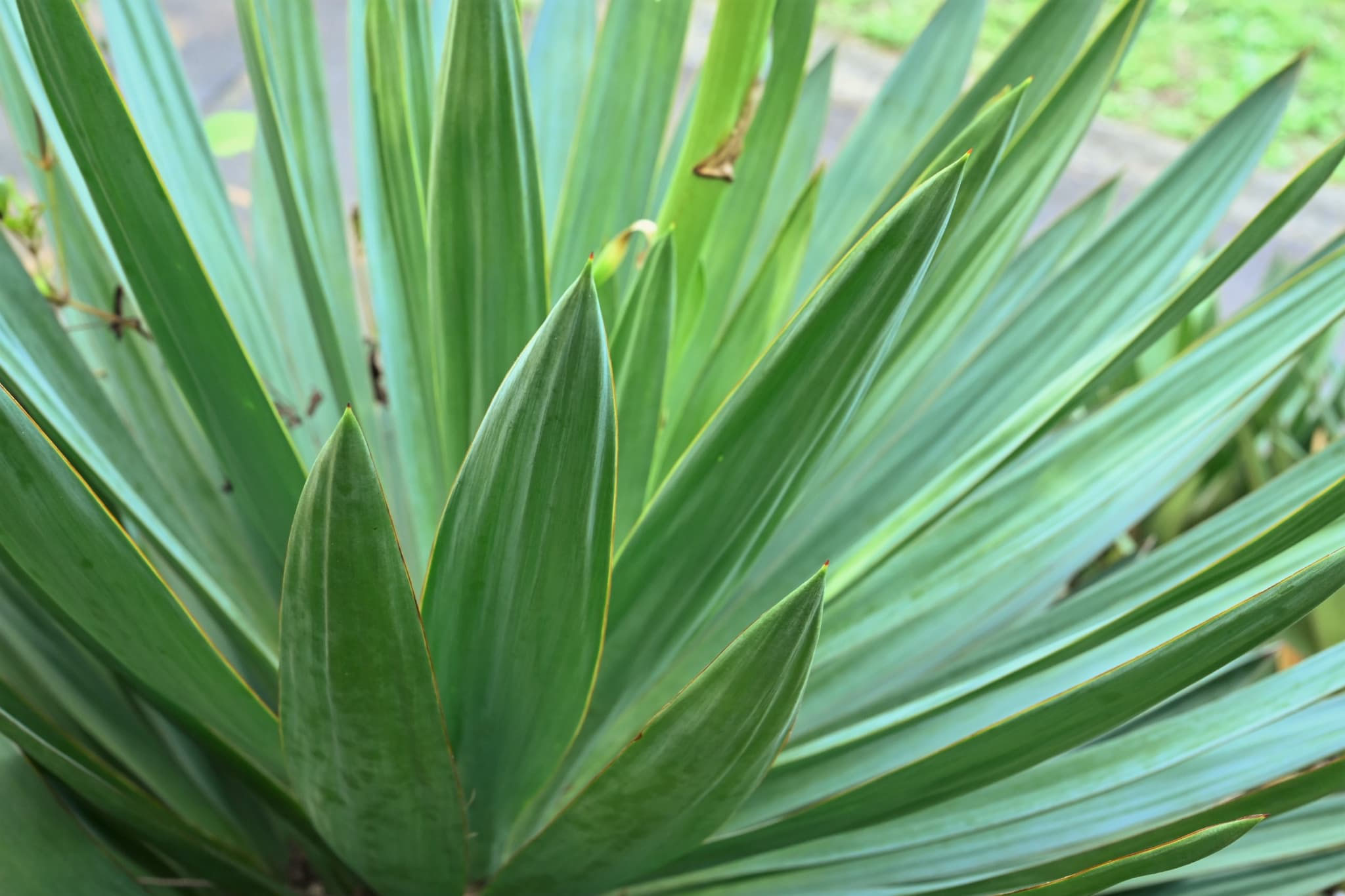 キミガヨラン／きみがよらん／君が代蘭 - 庭木図鑑 植木ペディア
