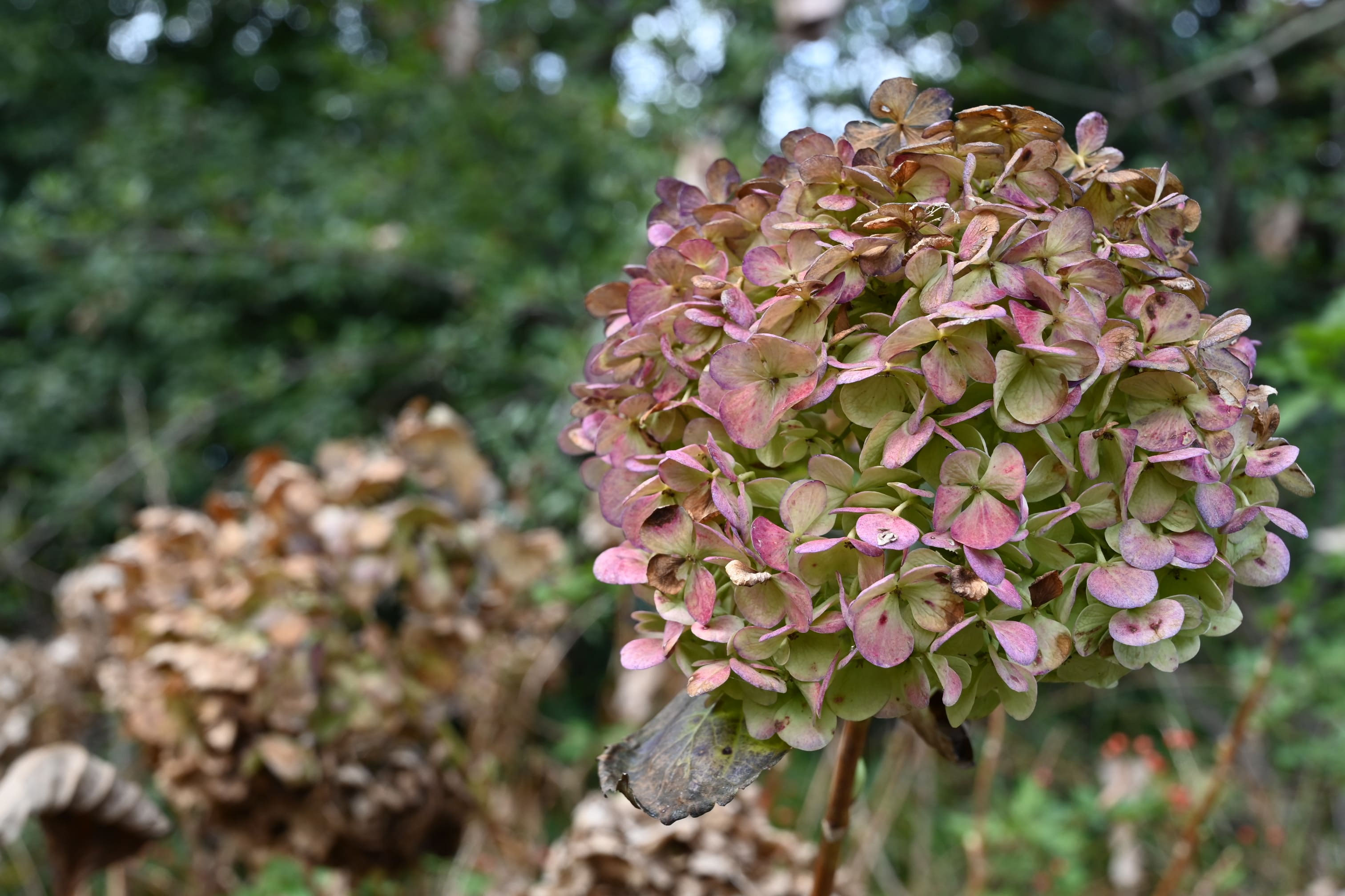 アジサイ（紫陽花） - 庭木図鑑 植木ペディア