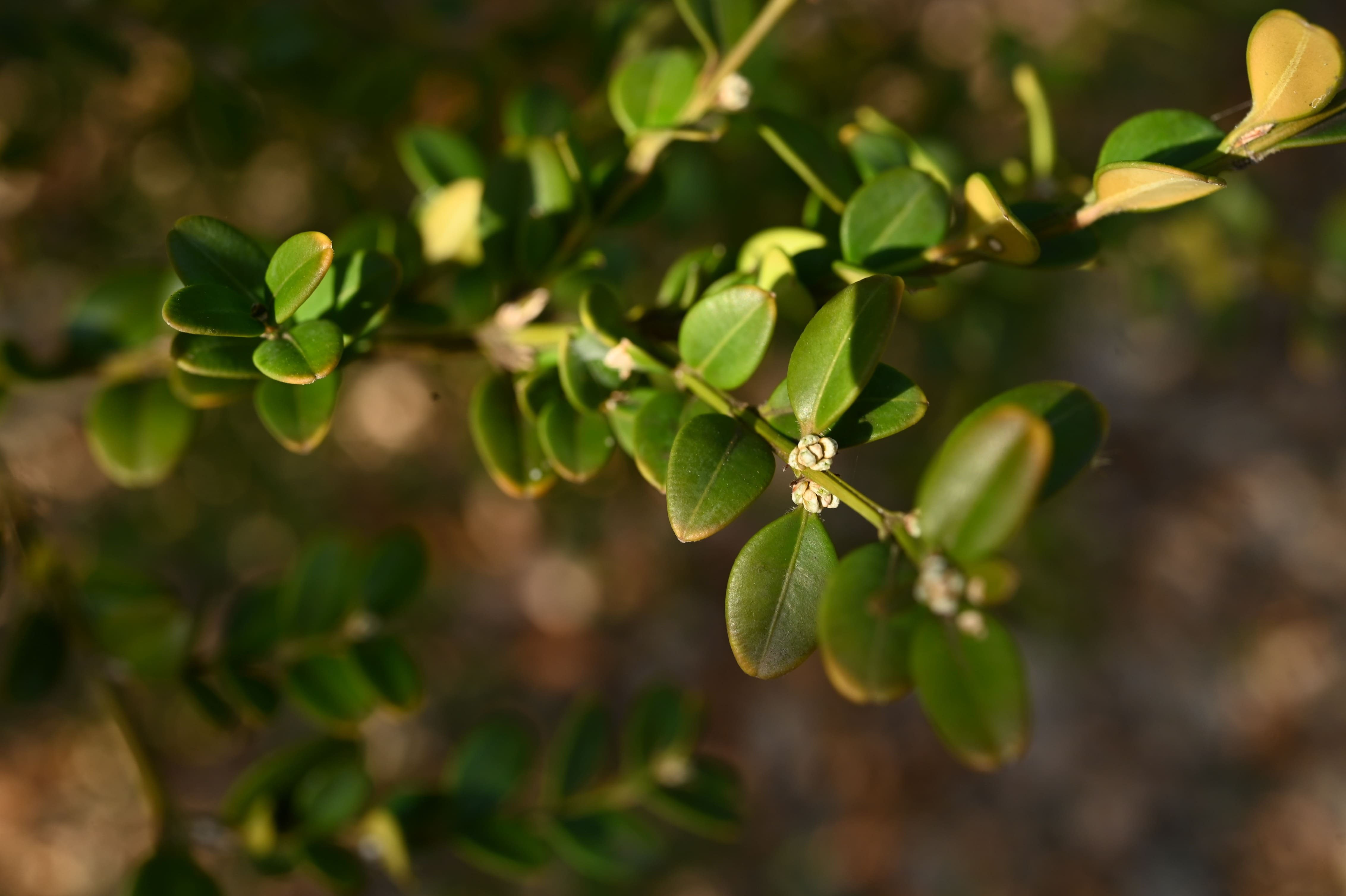 ツゲ（柘植） - 庭木図鑑 植木ペディア