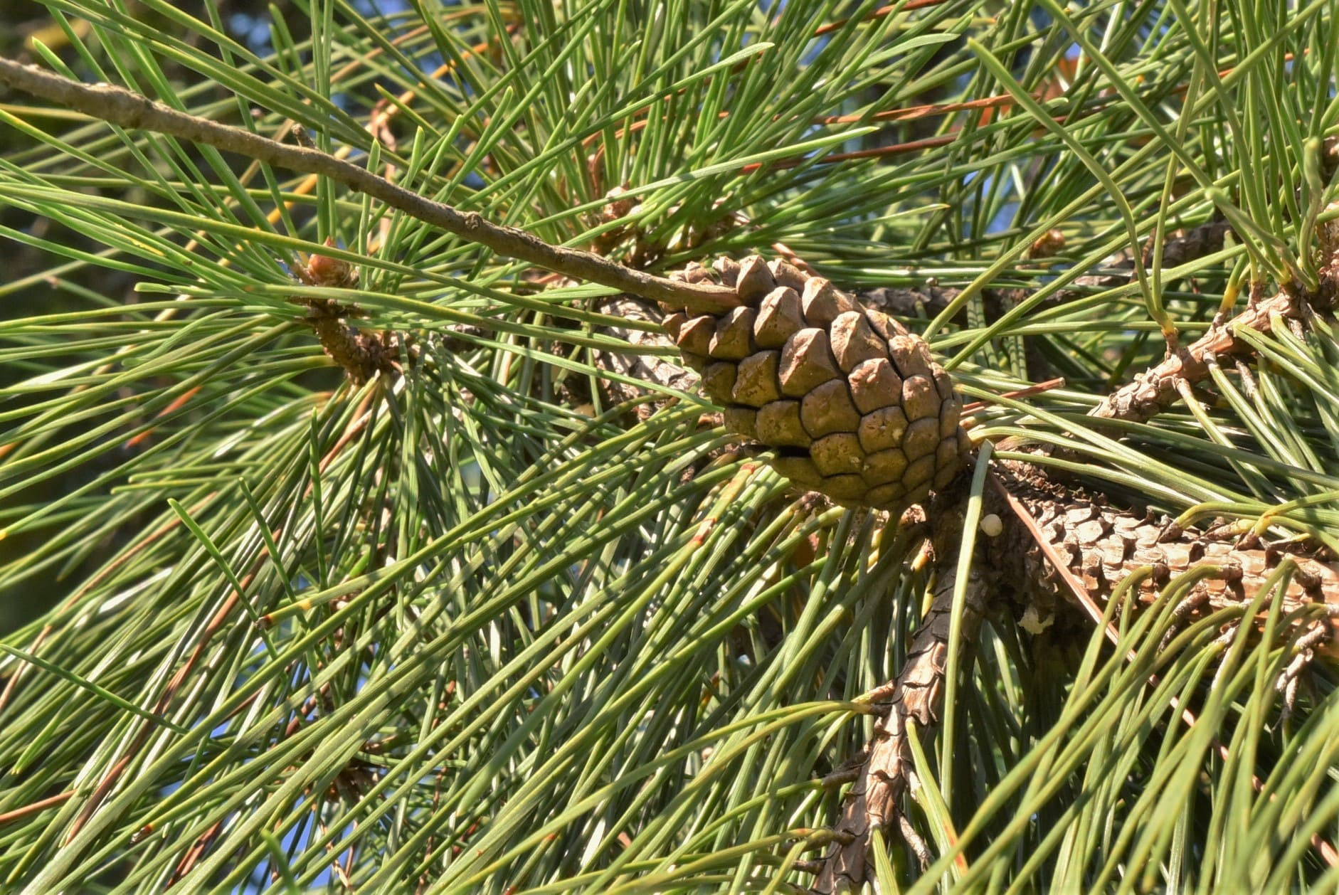 ニシキマツ／にしきまつ／錦松 - 庭木図鑑 植木ペディア
