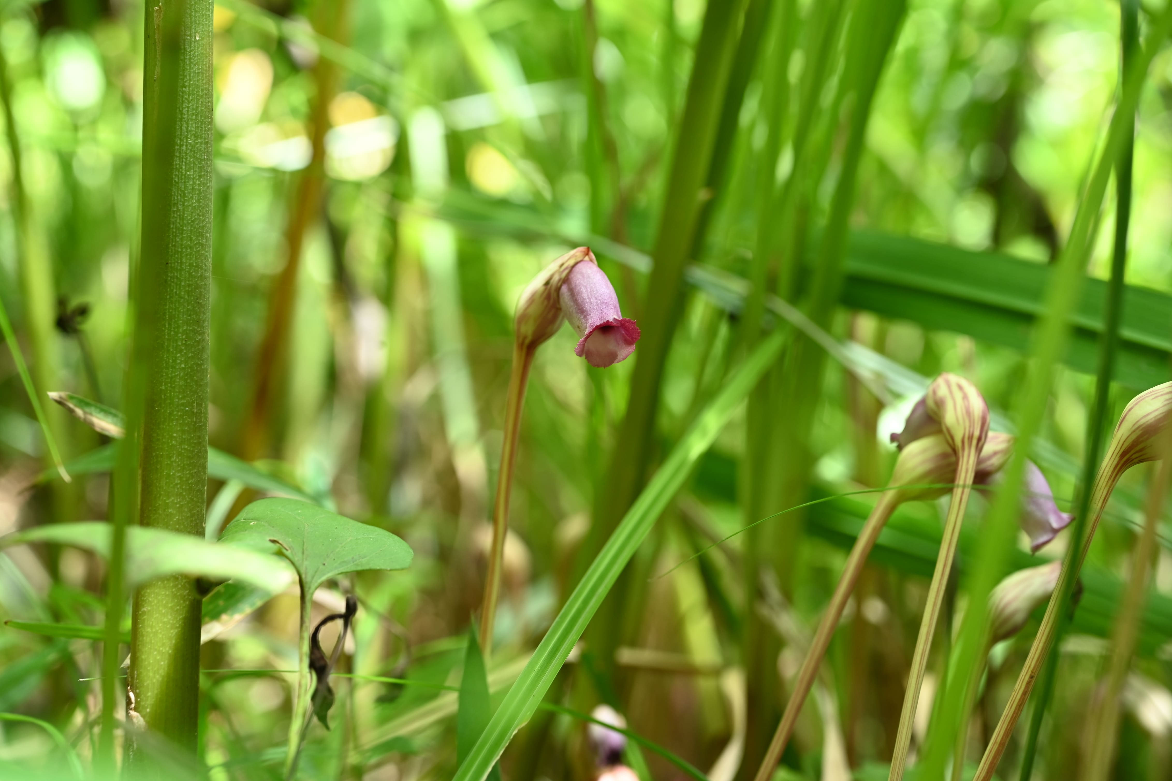 植物・南蛮キゼル ナンバンギゼル／なんばんぎぜる／南蛮煙管 - 庭木図鑑 植木ペディア