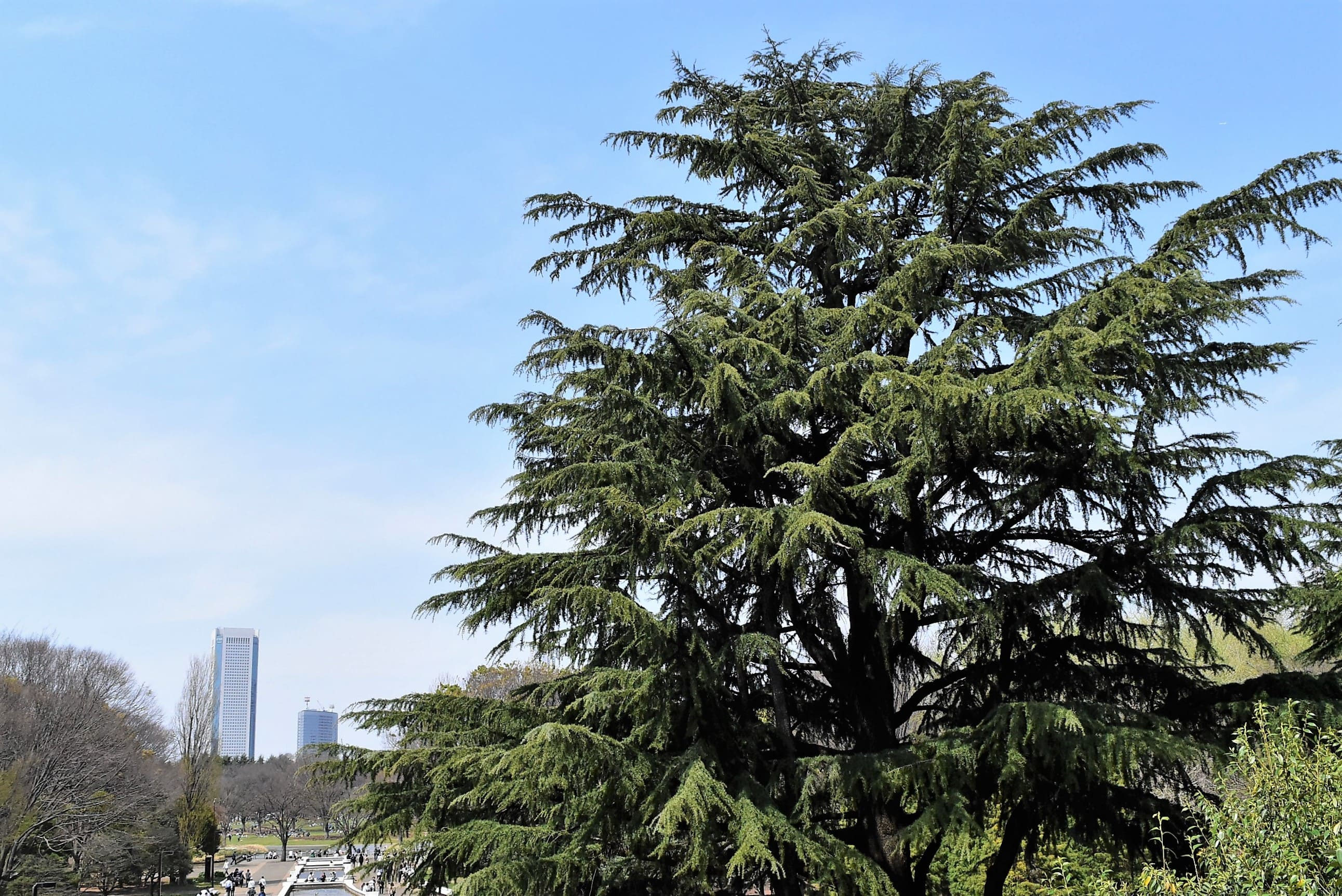 楽天市場】ヒマラヤスギ フィーリングブルー （ヒマラヤシーダー