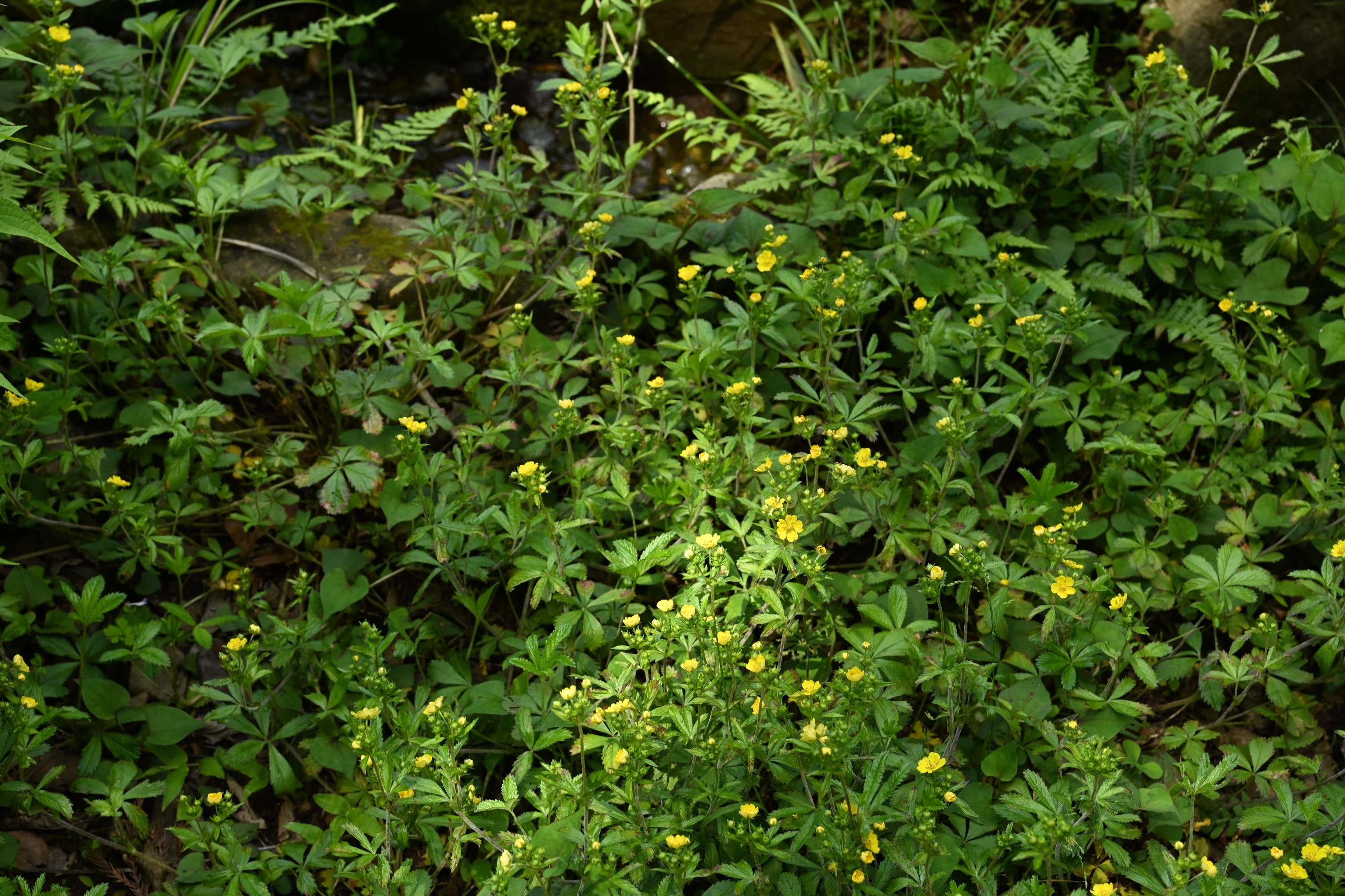 オヘビイチゴ おへびいちご 雄蛇苺 庭木図鑑 植木ペディア オヘビイチゴ おへびいちご 雄蛇苺 庭木図鑑 植木ペディア