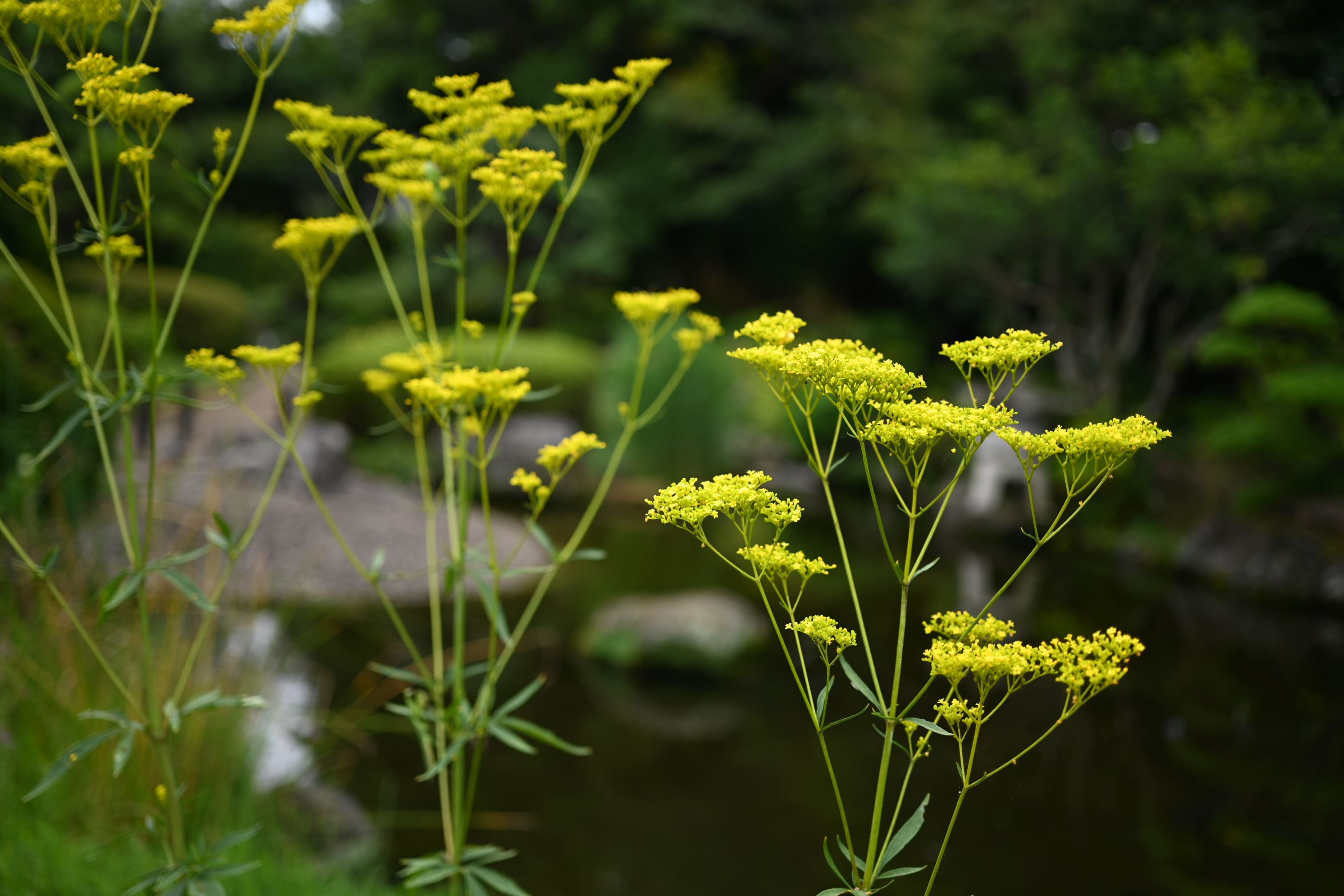おみなえし様確認用 インテリア main.chu.jp