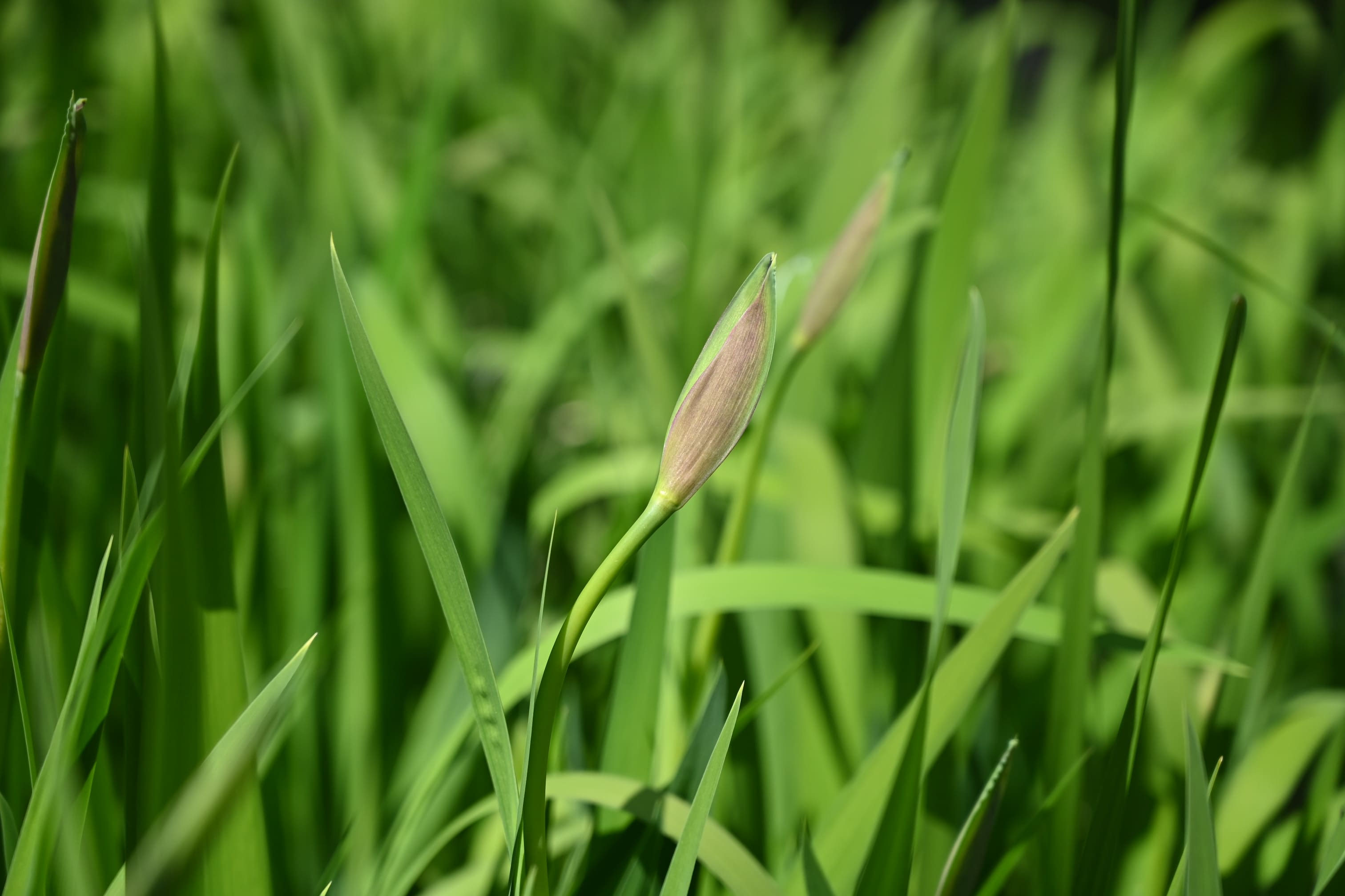 スワロフスキー【いずれアヤメかカキツバタ】 シャガ、アイリス