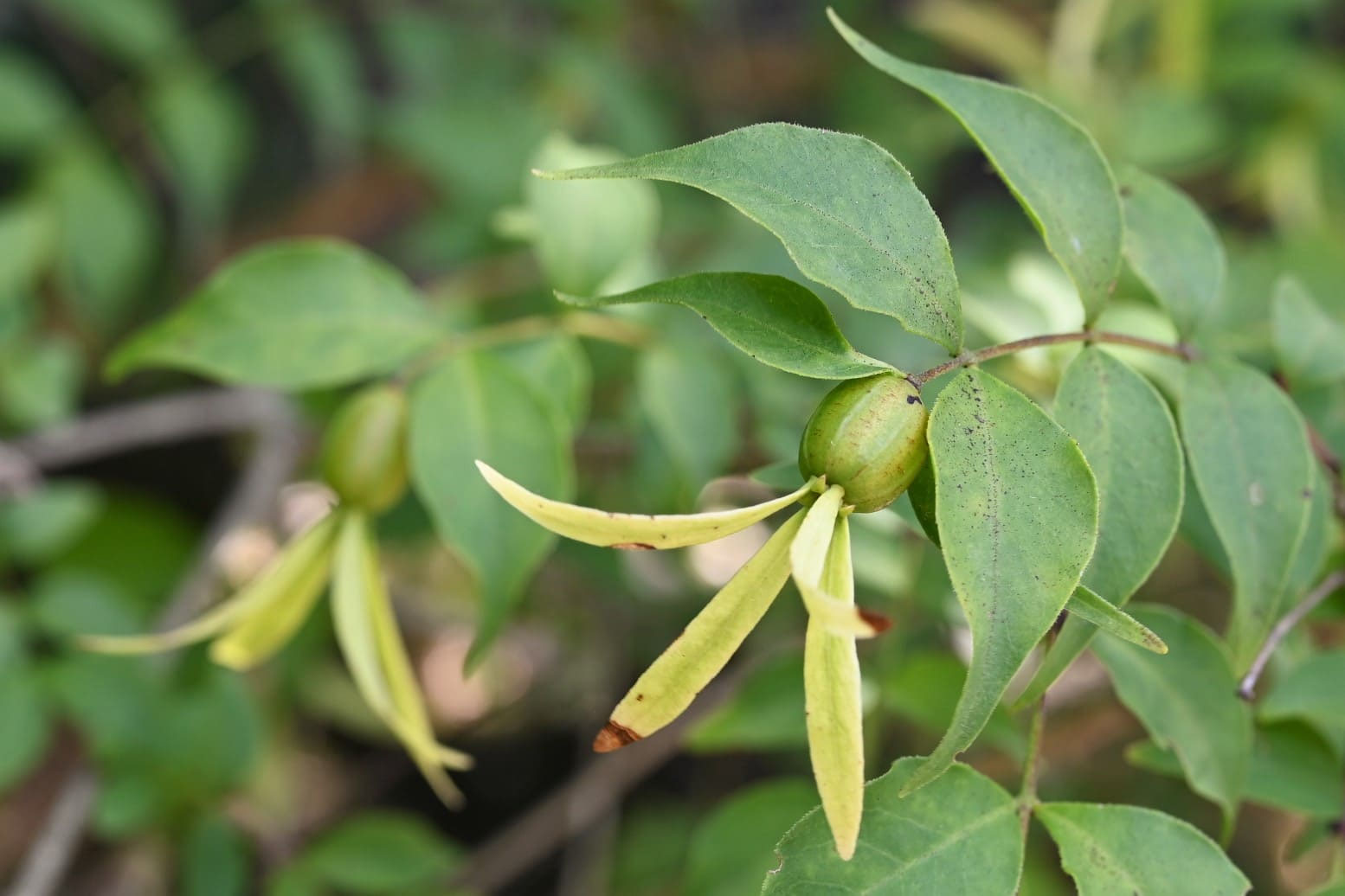 ツクバネ／つくばね／衝羽根 - 庭木図鑑 植木ペディア