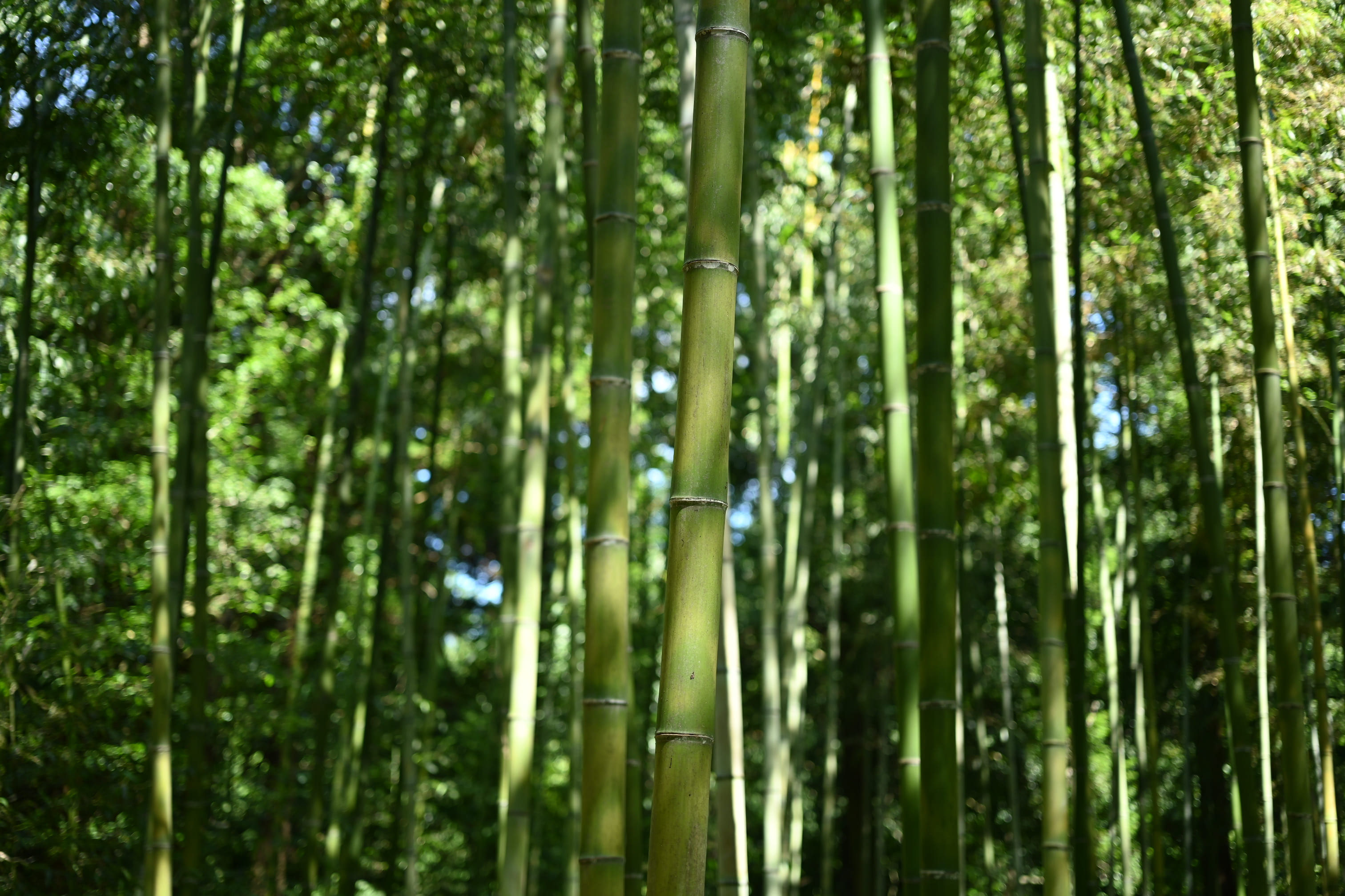 マダケ 庭木図鑑 植木ペディア