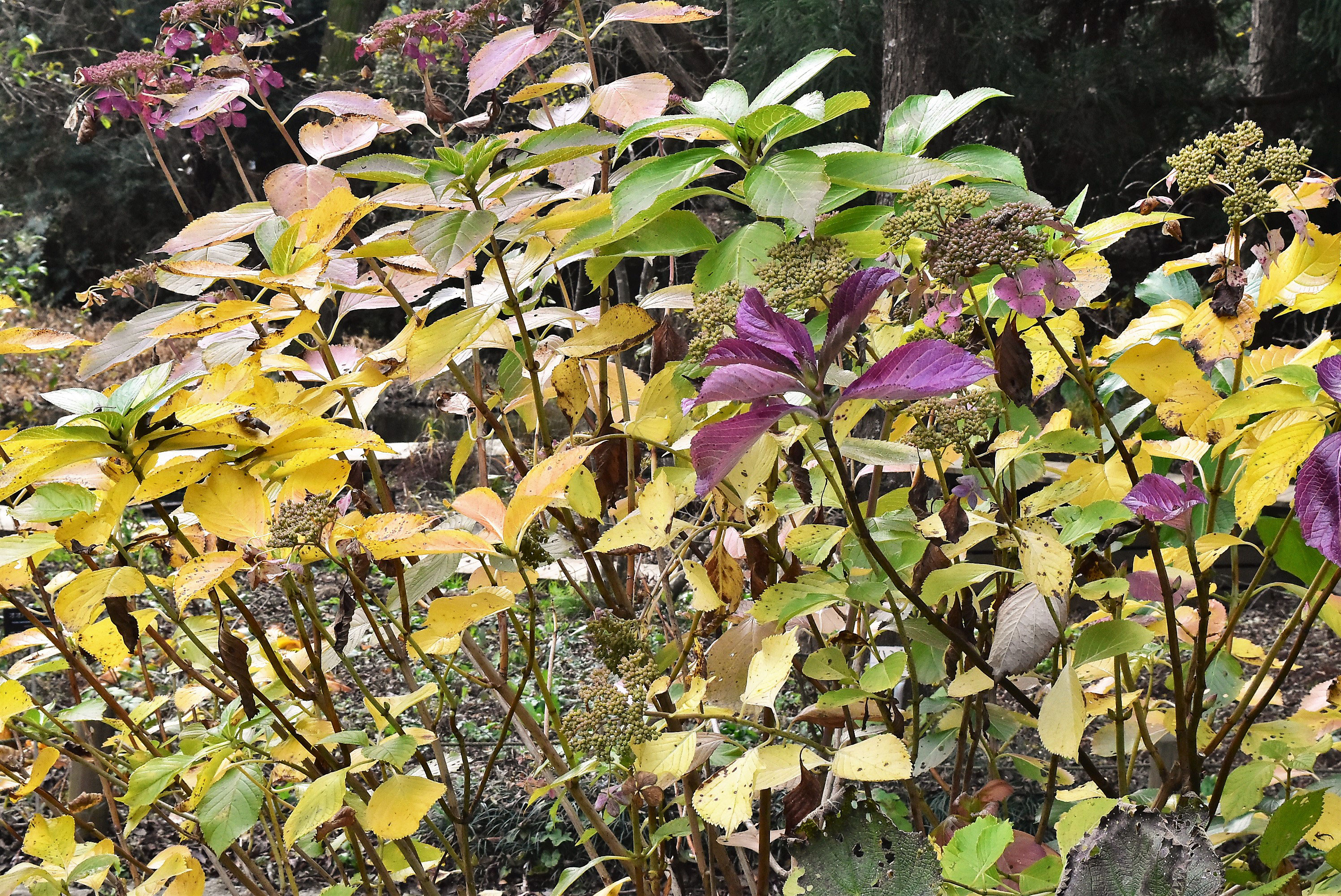 ガクアジサイ 庭木図鑑 植木ペディア ガクアジサイ 庭木図鑑 植木ペディア