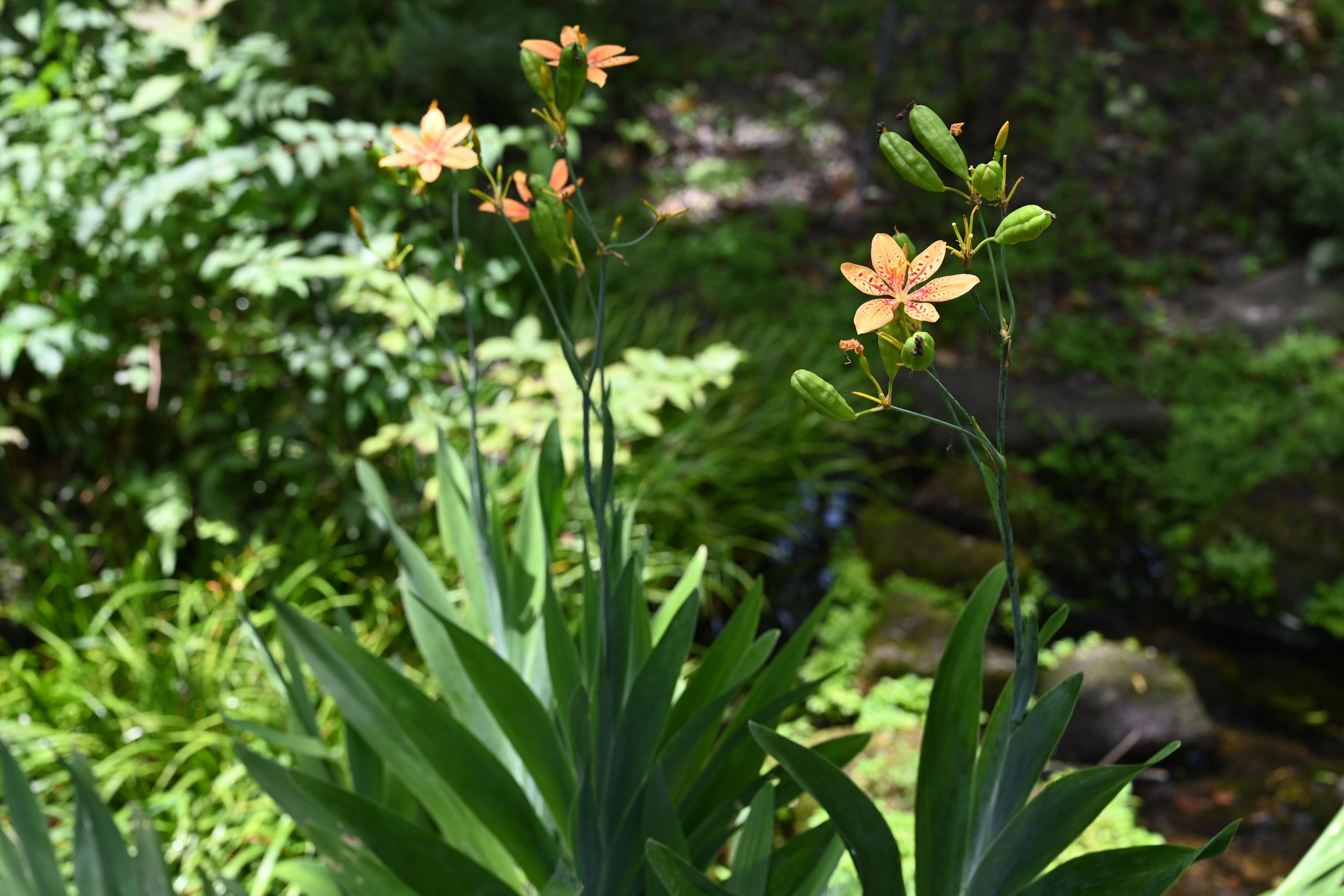 ヒオウギ ひおうぎ 檜扇 庭木図鑑 植木ペディア