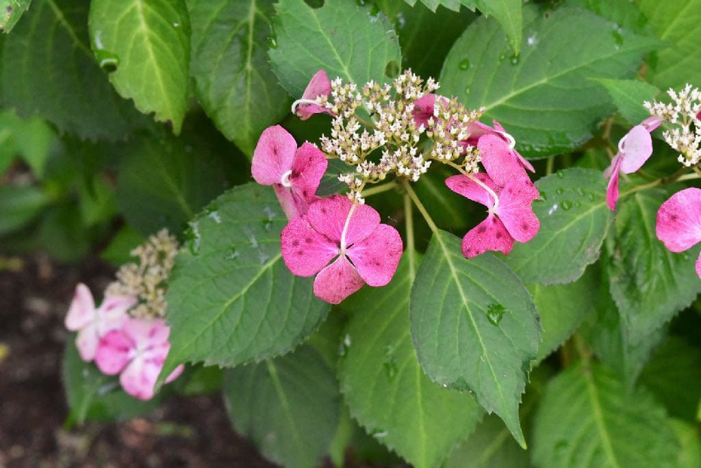 ガクアジサイ - 庭木図鑑 植木ペディア