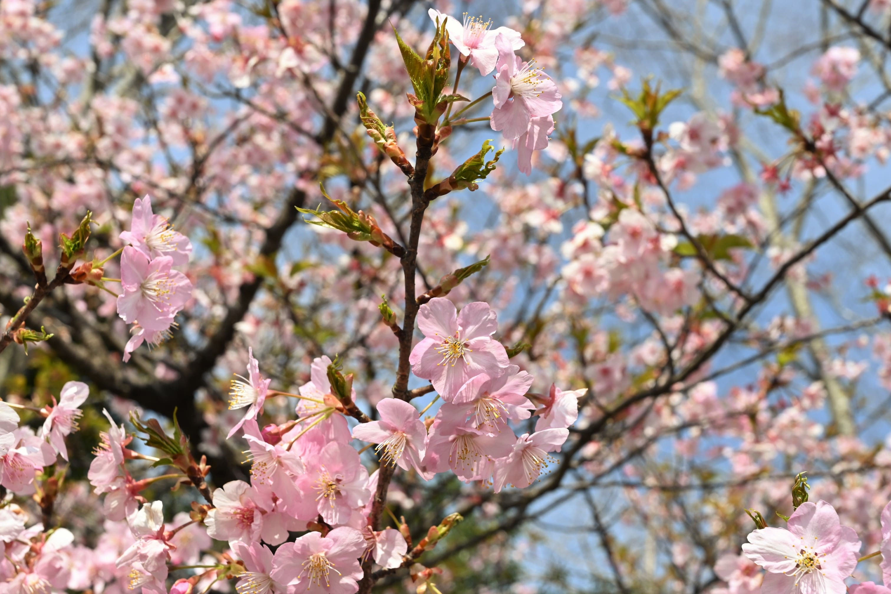 カワヅザクラ 河津桜 庭木図鑑 植木ペディア