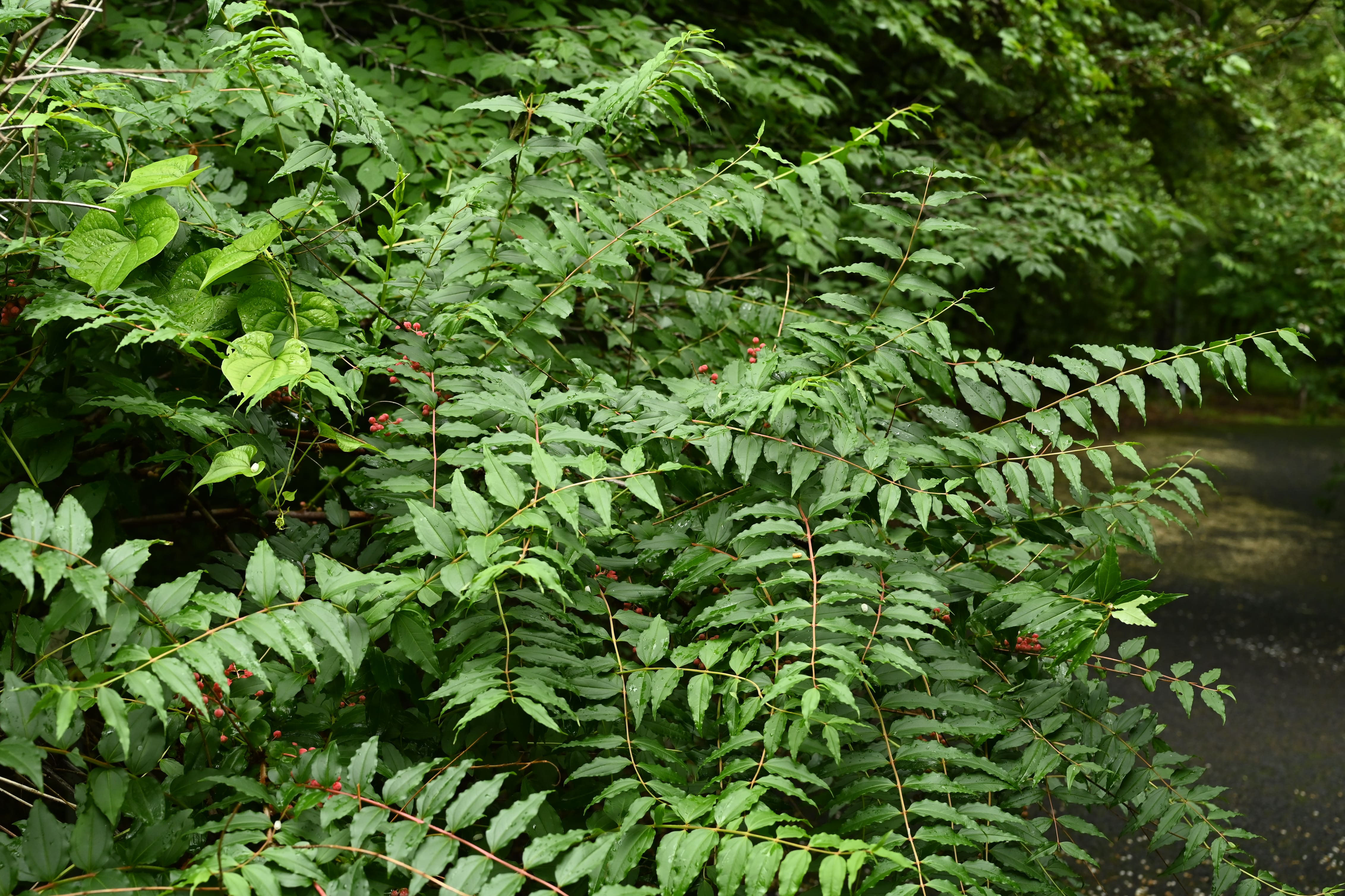 ドクウツギ 毒空木 庭木図鑑 植木ペディア ドクウツギ 毒空木 庭木図鑑 植木ペディア