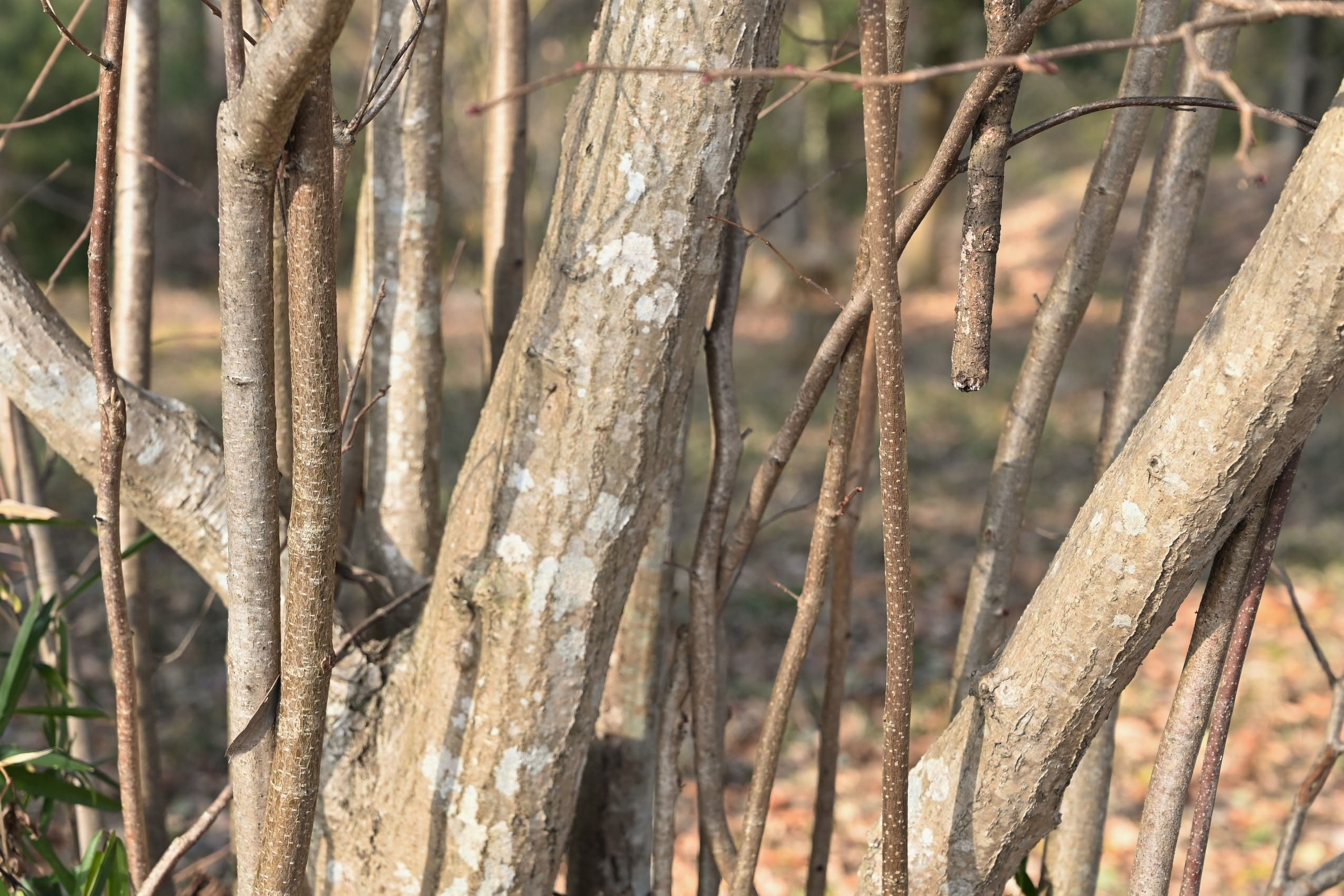 ハシバミ／はしばみ／榛 - 庭木図鑑 植木ペディア