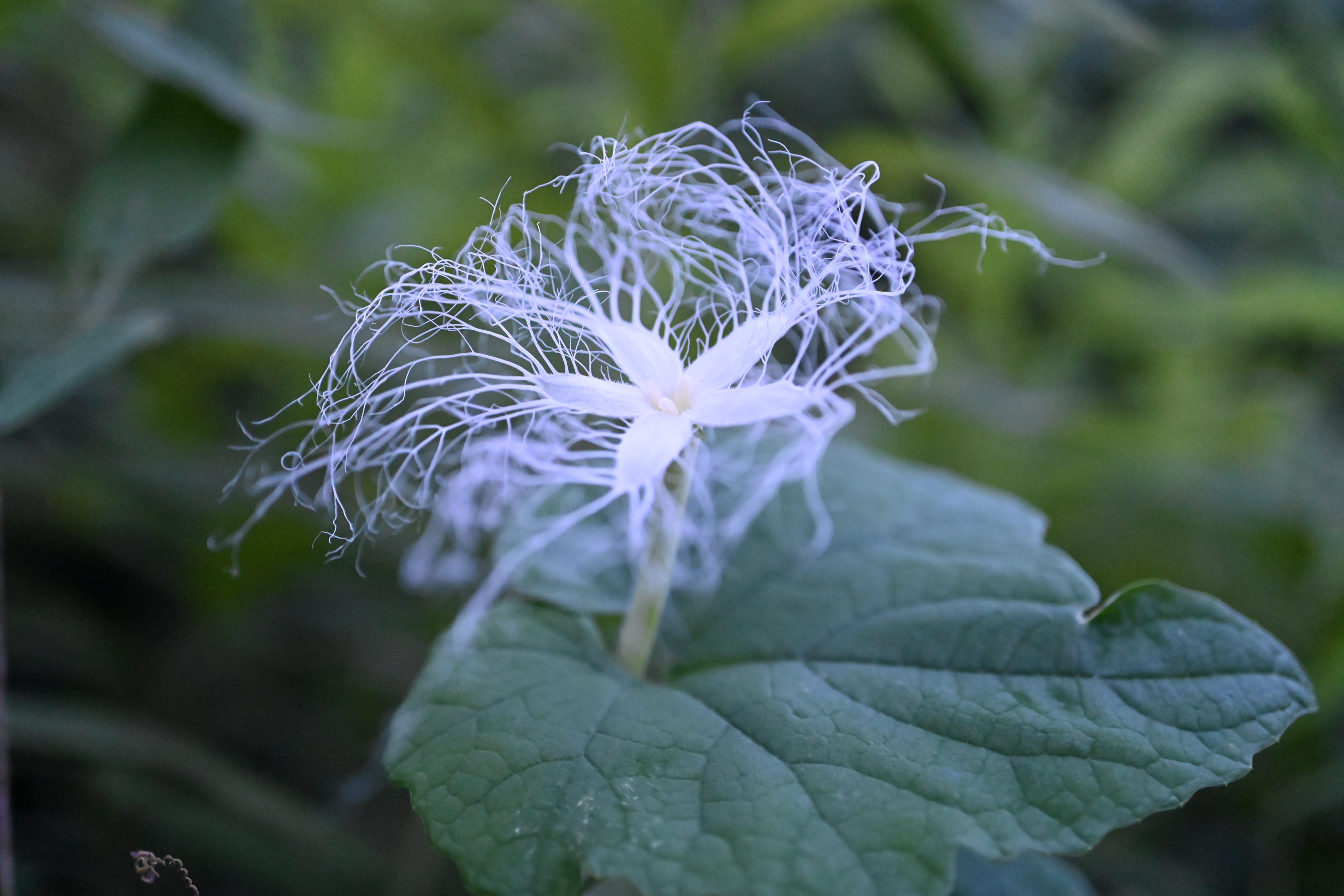 カラスウリ からすうり 烏瓜 庭木図鑑 植木ペディア