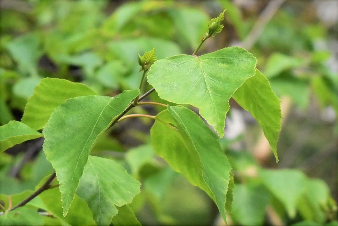 シラカバ（白樺） - 庭木図鑑 植木ペディア