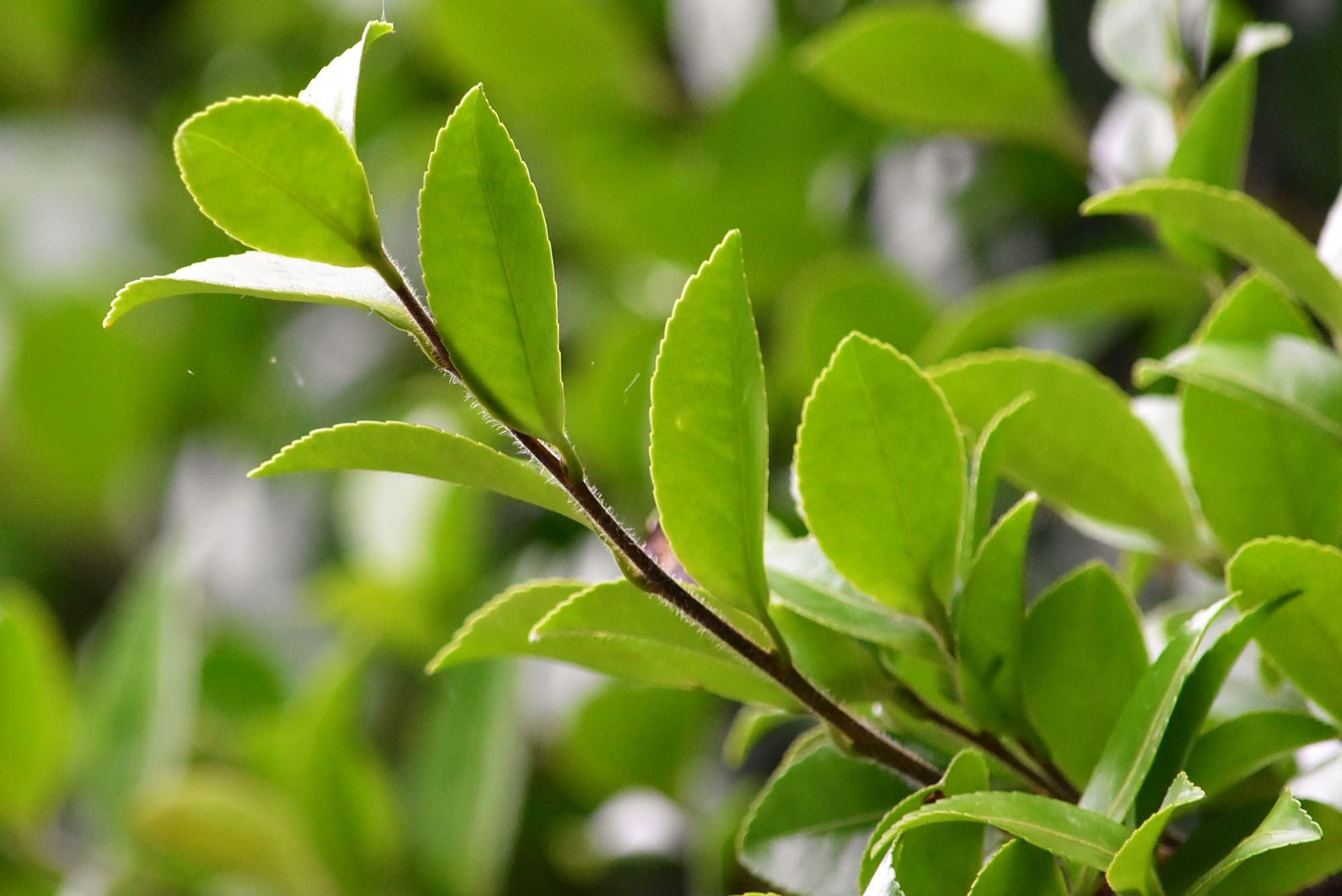 サザンカ 山茶花 庭木図鑑 植木ペディア