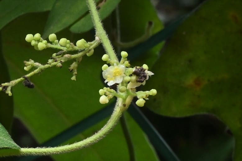 アオツヅラフジ あおつづらふじ 青葛藤 庭木図鑑 植木ペディア