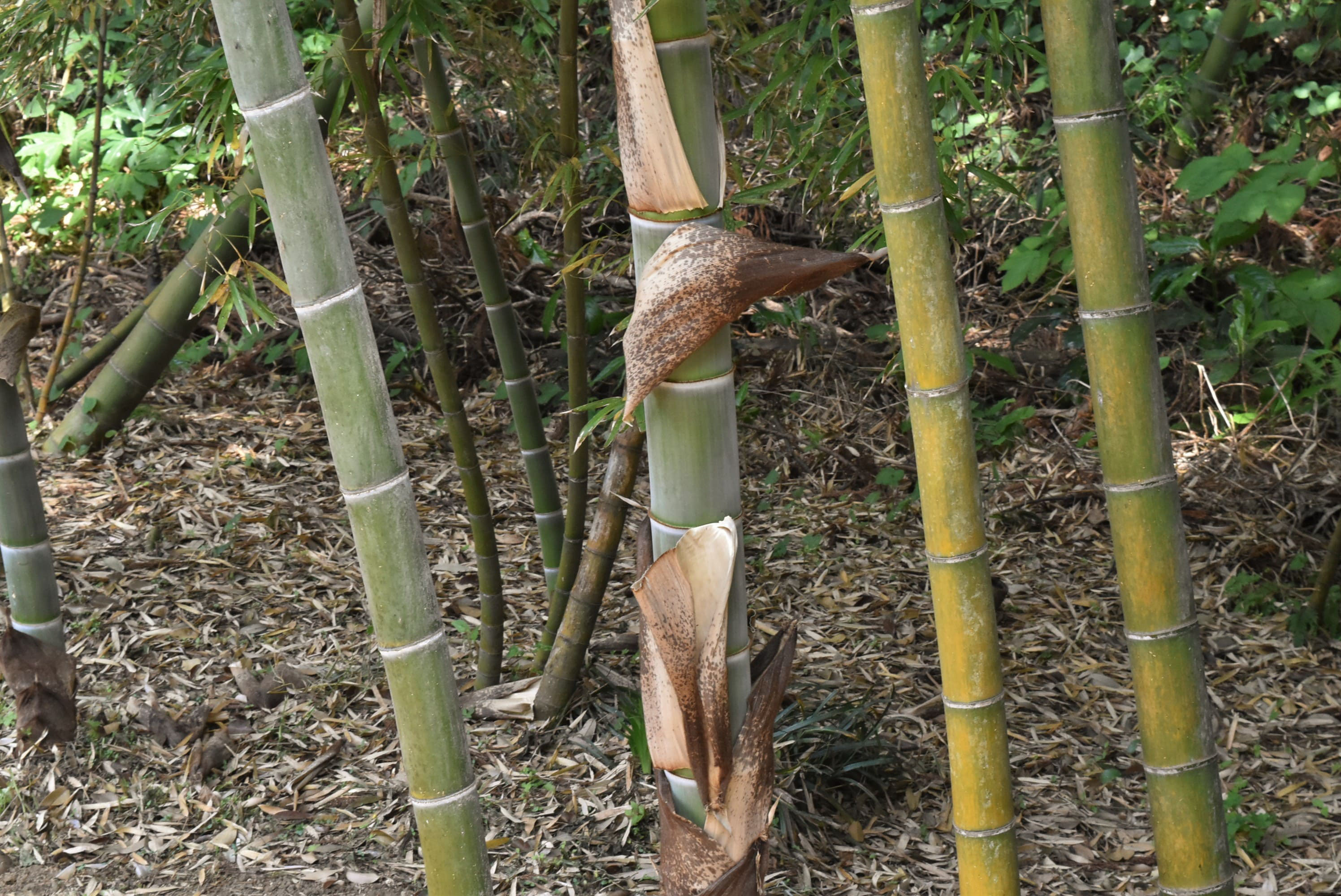 モウソウチク 庭木図鑑 植木ペディア