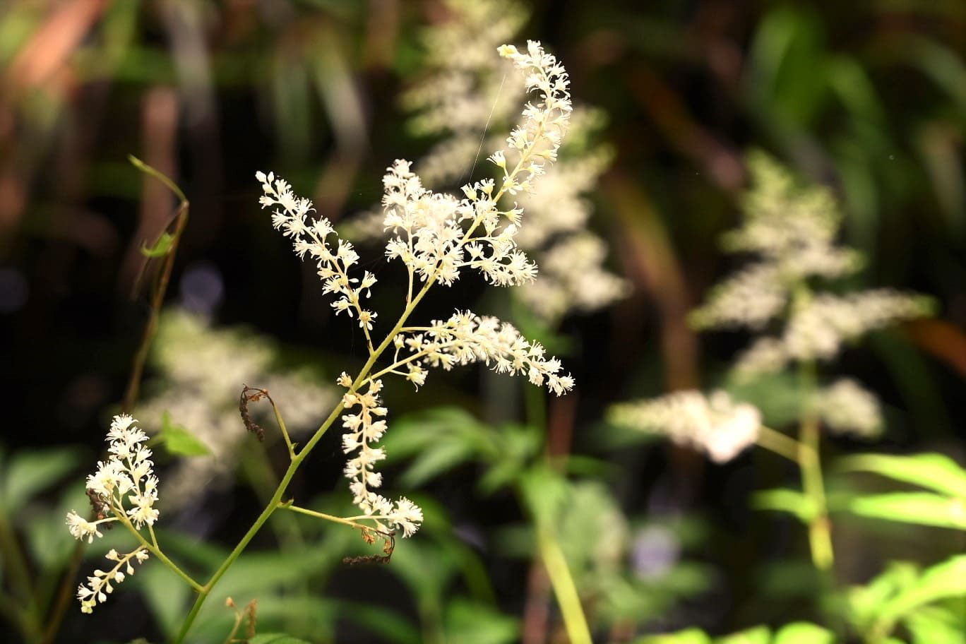 アワモリショウマ 泡盛しょうま 庭木図鑑 植木ペディア