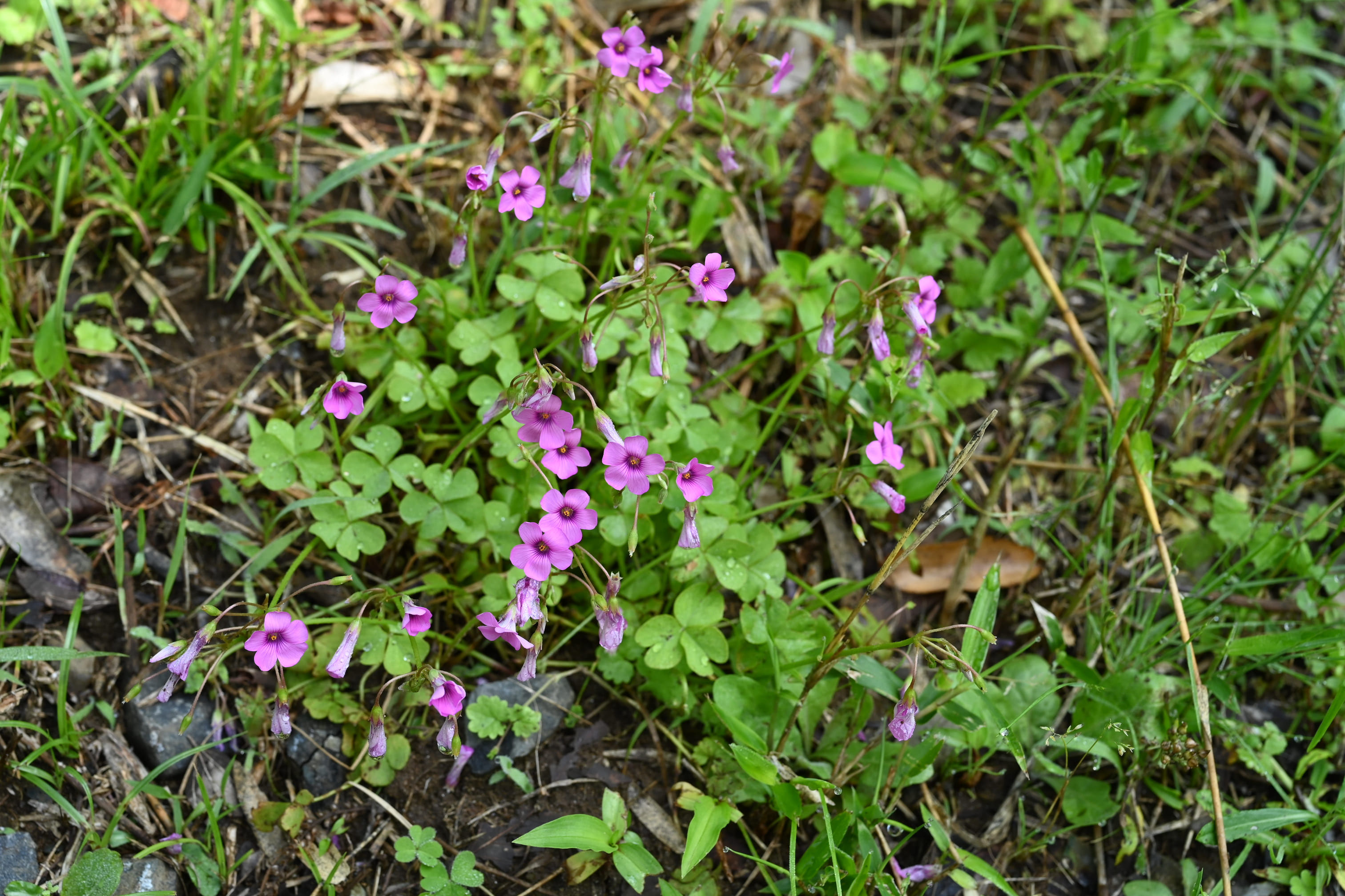たばみ カタバミ／かたばみ／片喰 - 庭木図鑑 植木ペディア