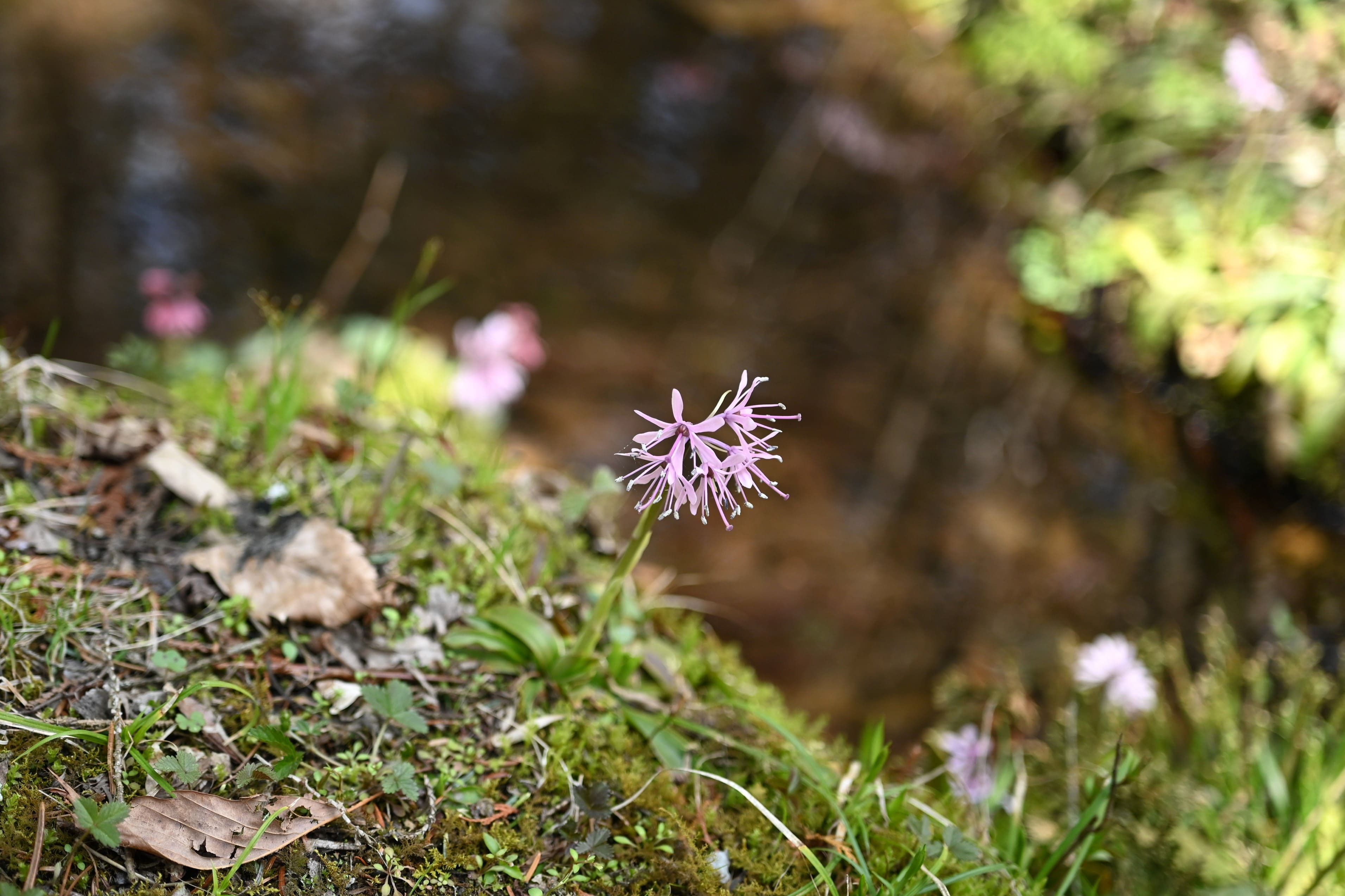 庭木図鑑 植木ペディア